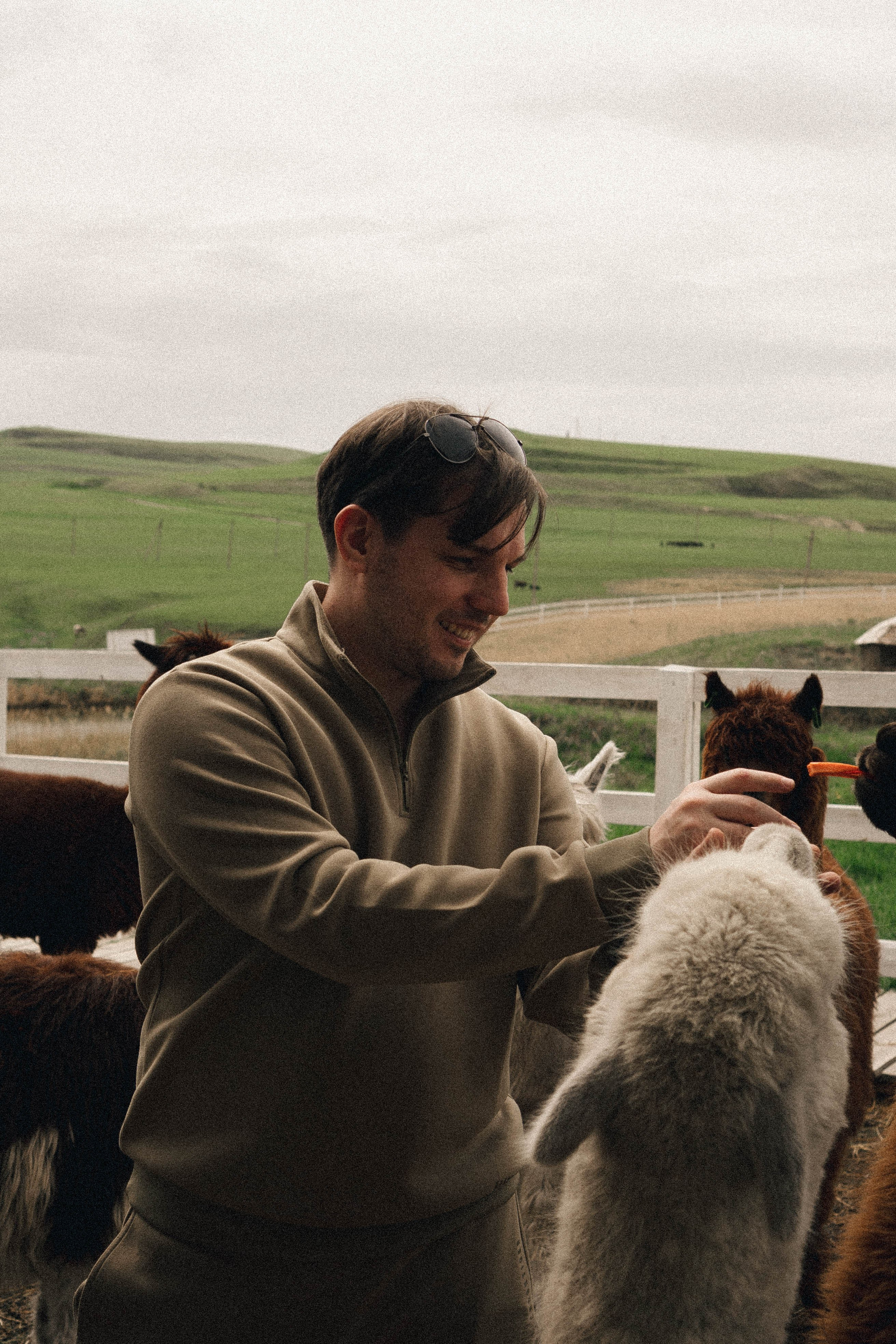 Ферма Альпак. Профессиональный фотограф, Санкт-Петербург — Виктория Богомолова