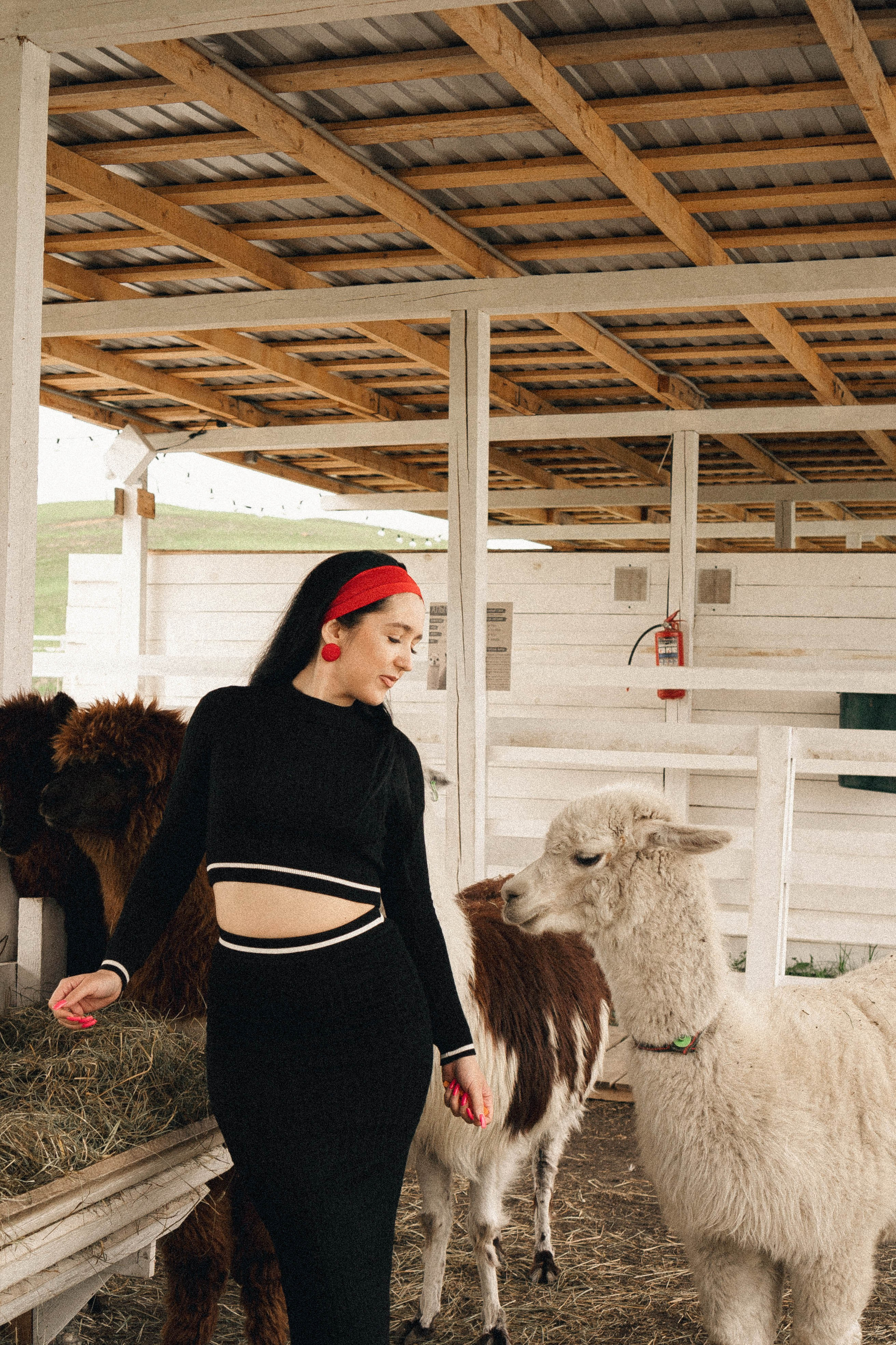 Ферма Альпак. Профессиональный фотограф, Санкт-Петербург — Виктория Богомолова