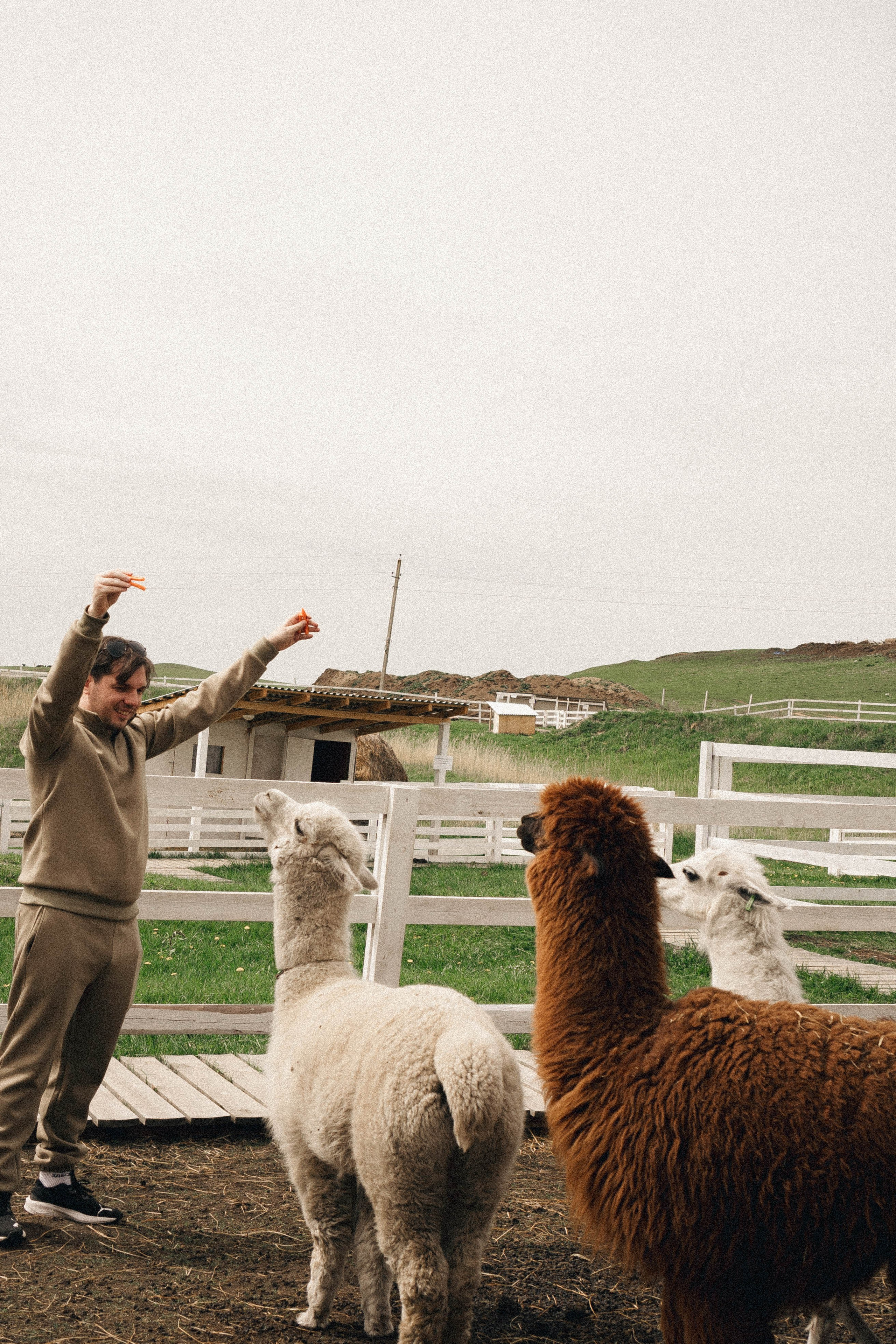 Ферма Альпак. Профессиональный фотограф, Санкт-Петербург — Виктория Богомолова