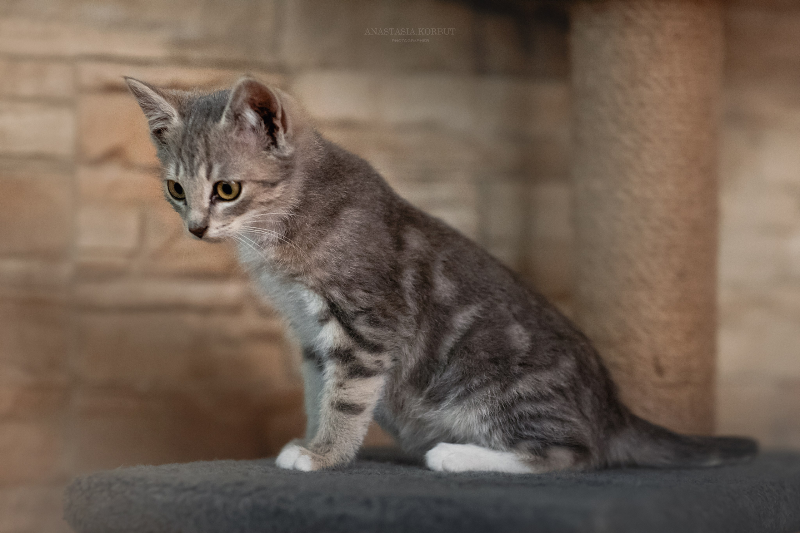 Котята в добрые руки. Арт фотограф в Минске Анастасия Корбут