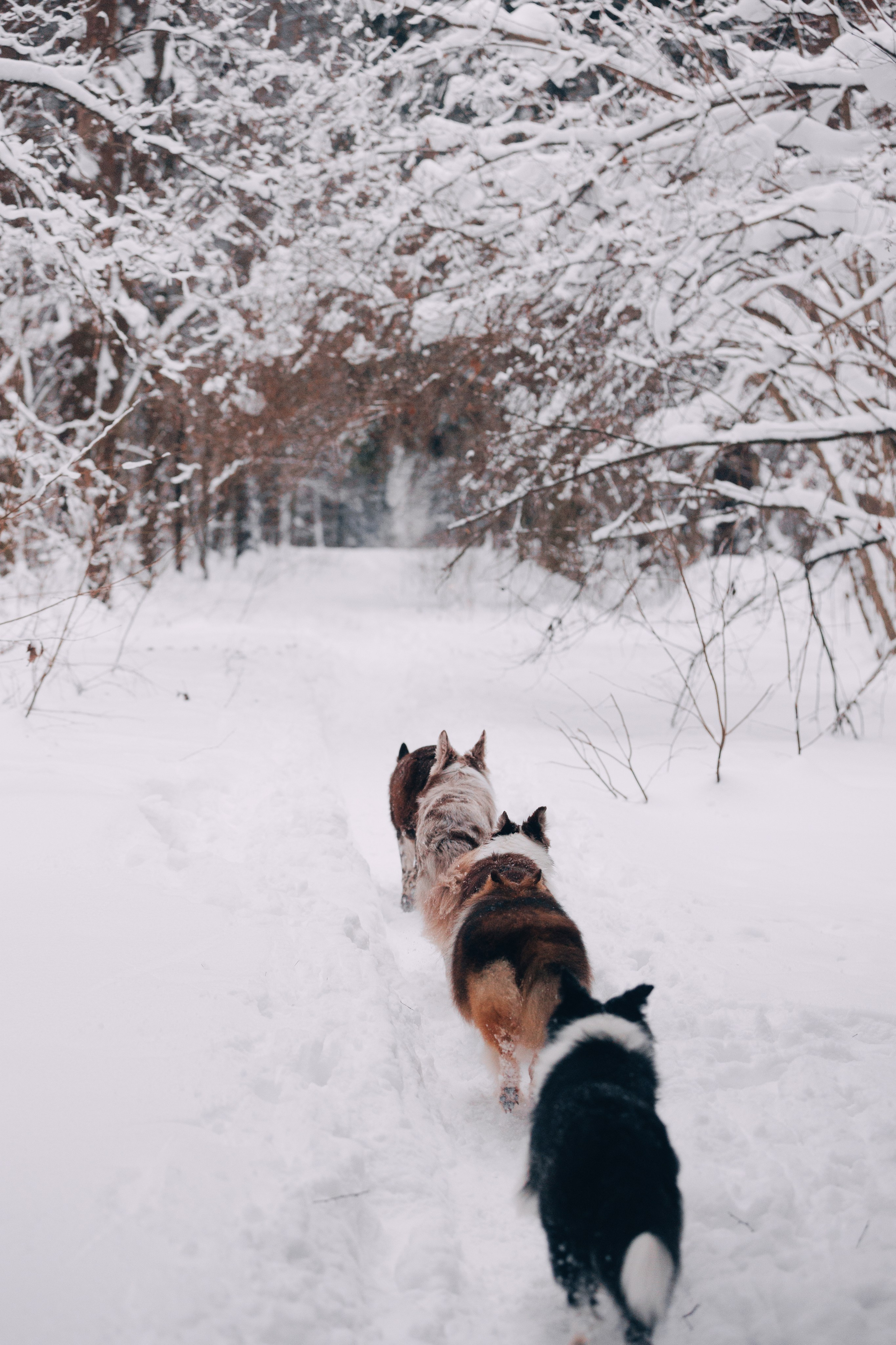 Даша и компания. Фотограф анималист Кристина Карпова, Москва