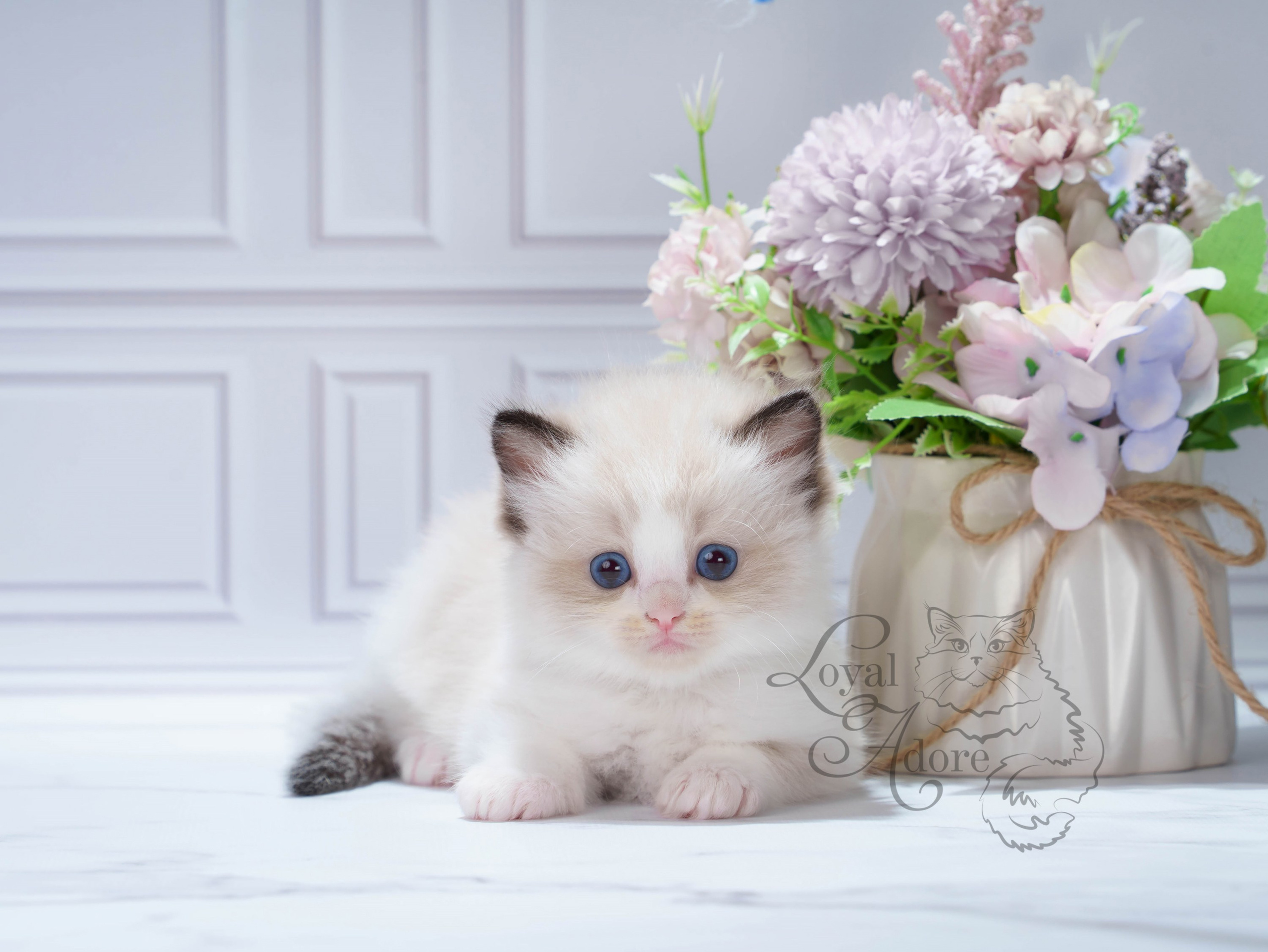 Котята рэгдолл от Loyal Adore. Питомник рэгдолл Loyal Adore