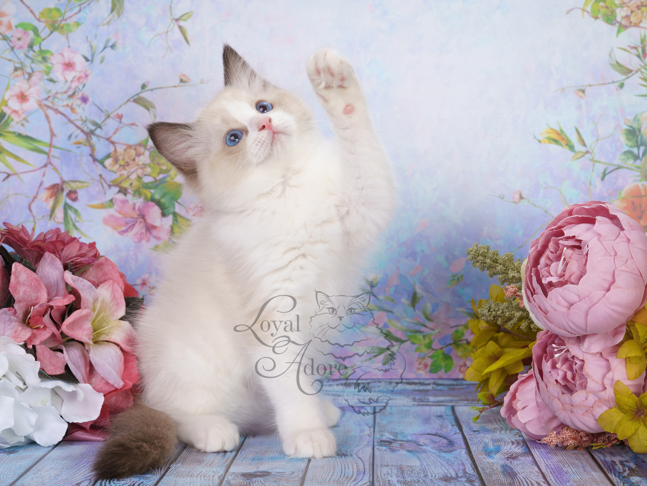 Котята рэгдолл от Loyal Adore. Питомник рэгдолл Loyal Adore