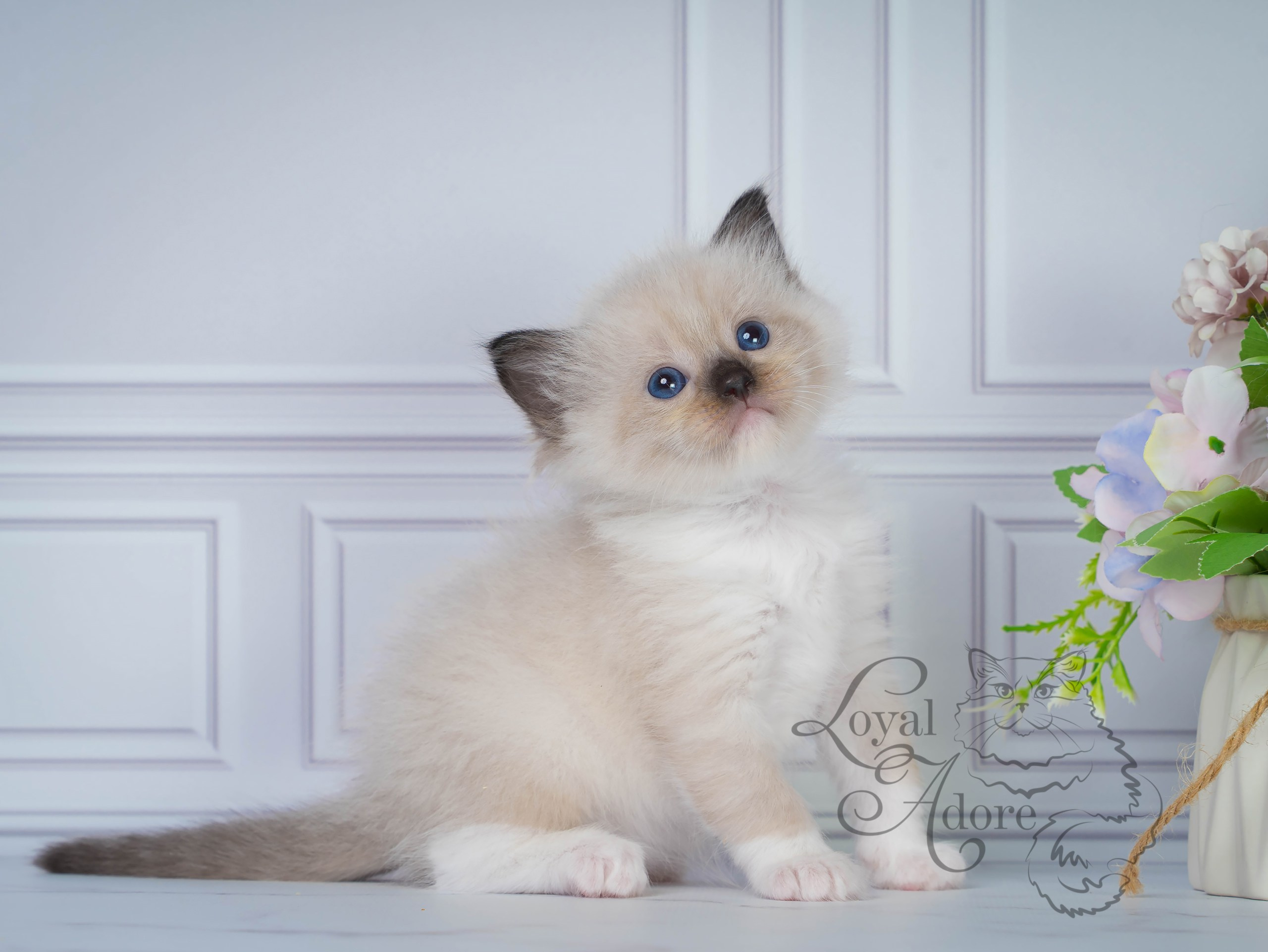 Котята рэгдолл от Loyal Adore. Питомник рэгдолл Loyal Adore