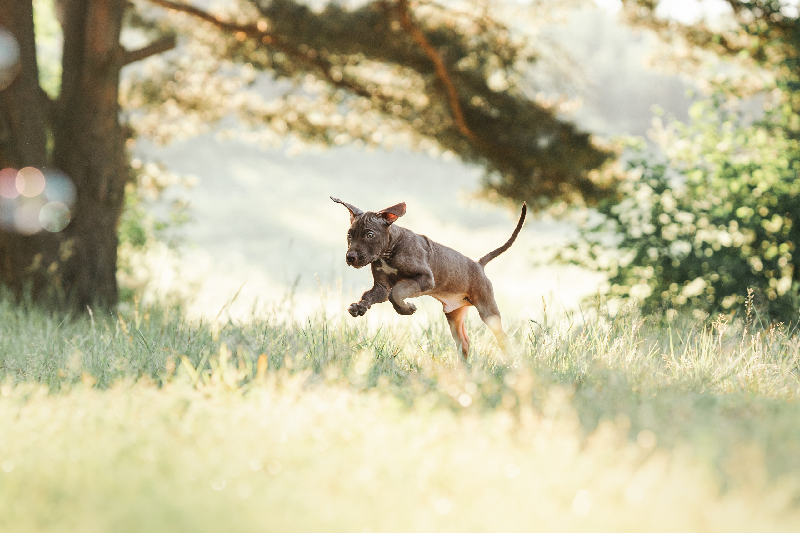 АПБТ. Фотограф анималист Осипчикова Мария