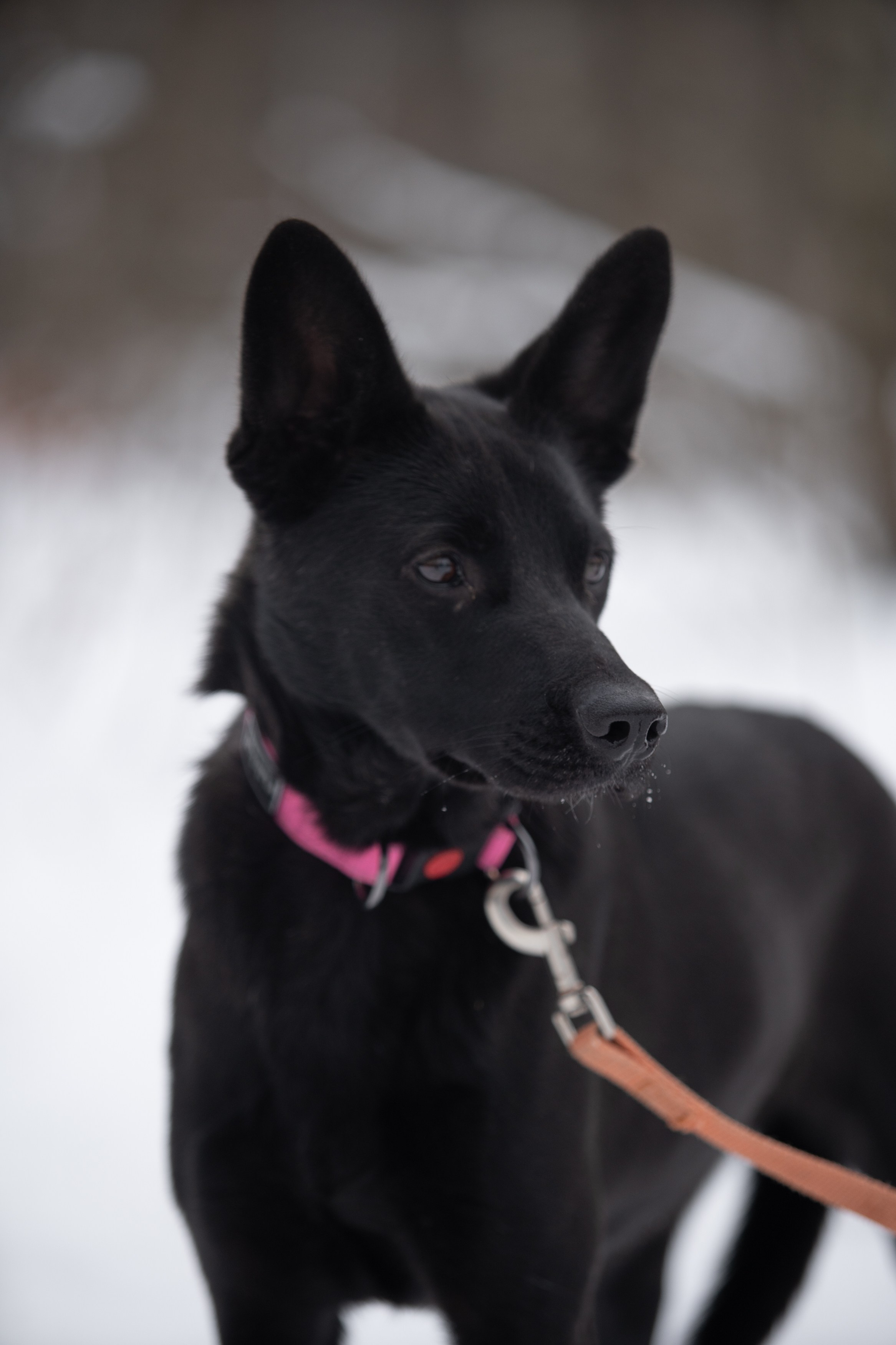 Анималистика. Фотограф в Москве — Георгий Чернышов
