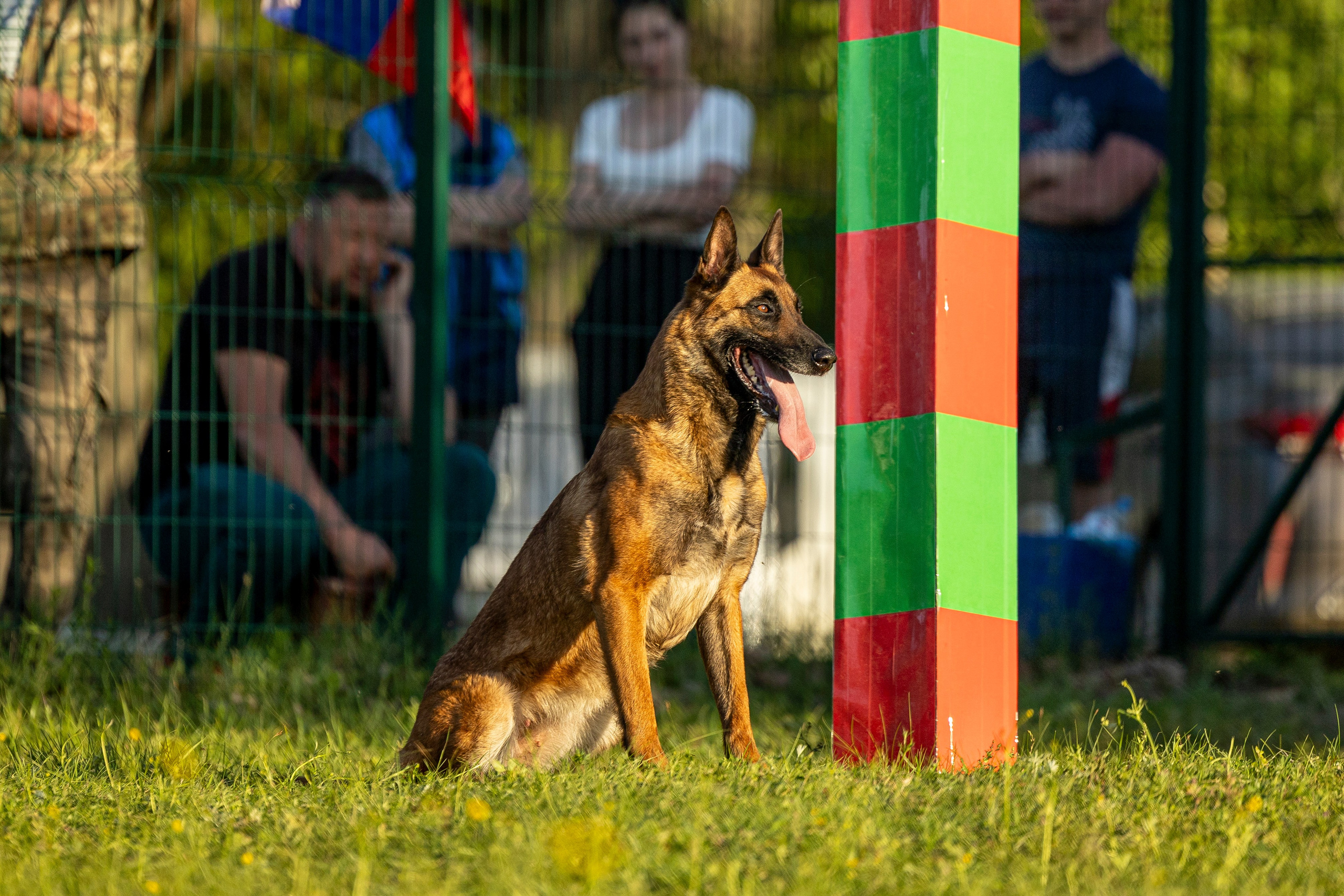 Испытания по мондьорингу в Нижнем Новгороде. Фотограф-анималист Анна Маринич