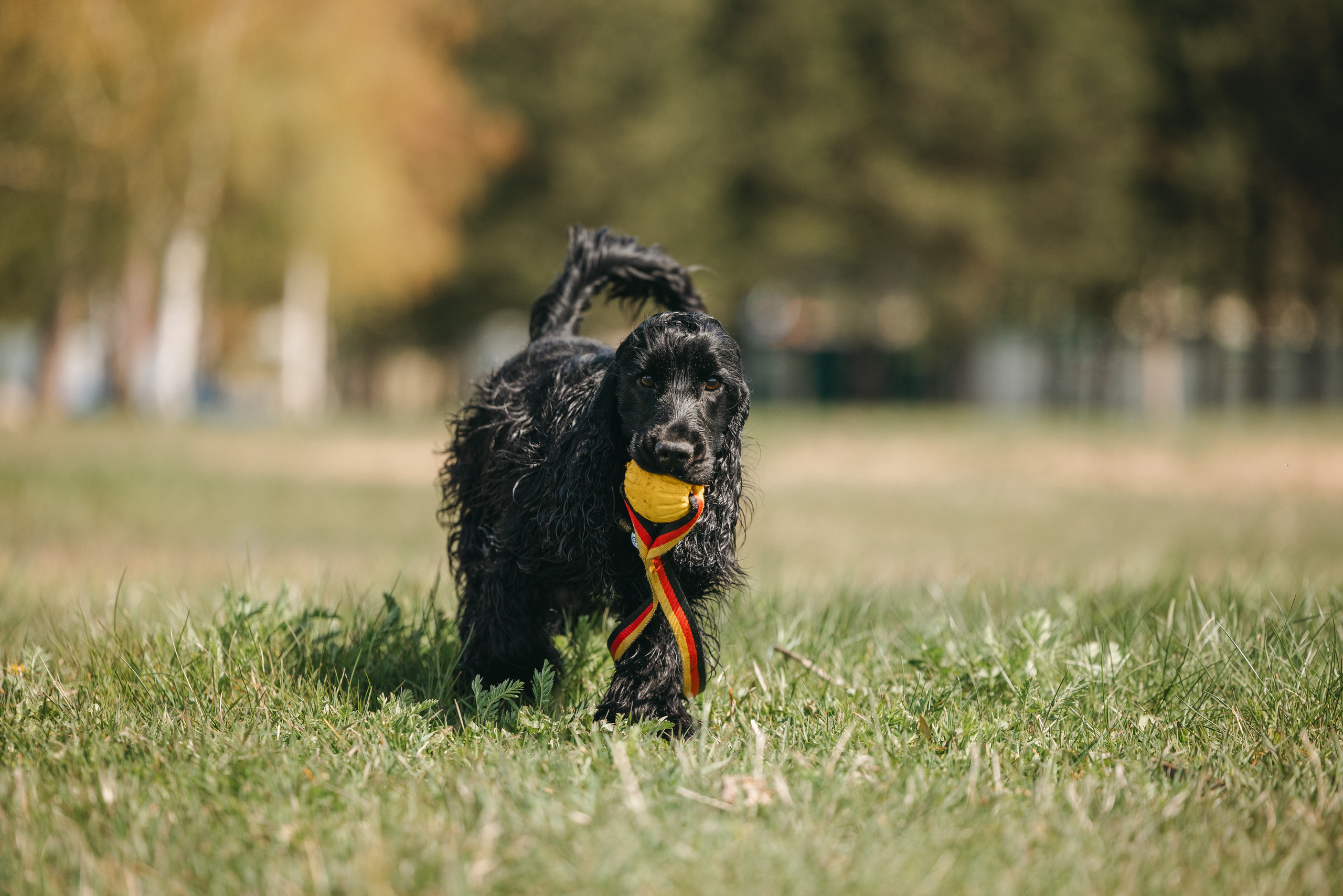 Спанимания. Фотограф анималист Осипчикова Мария