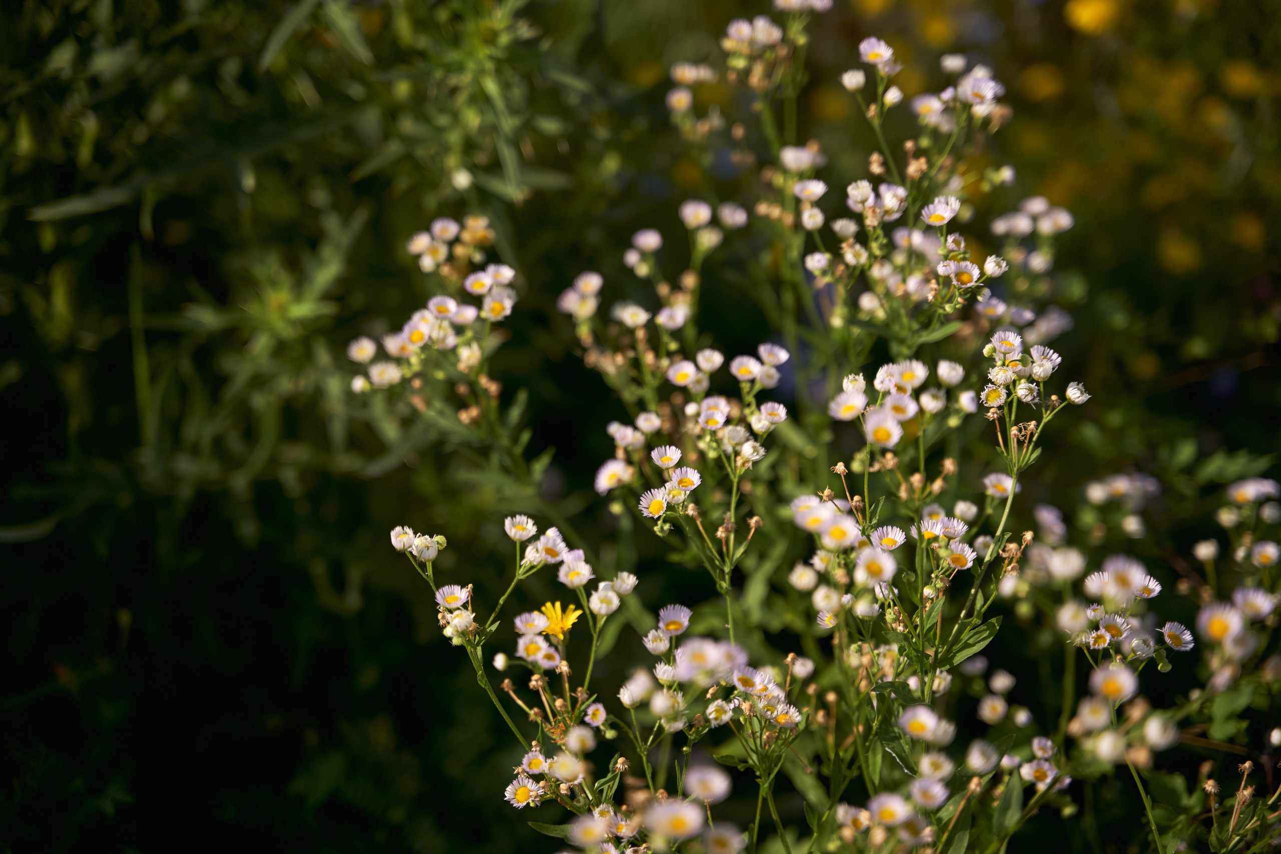 Love Story в Шато Андре. ТВИНС СТУДИО — лучшие свадебные фотографы и видеографы в Краснодаре