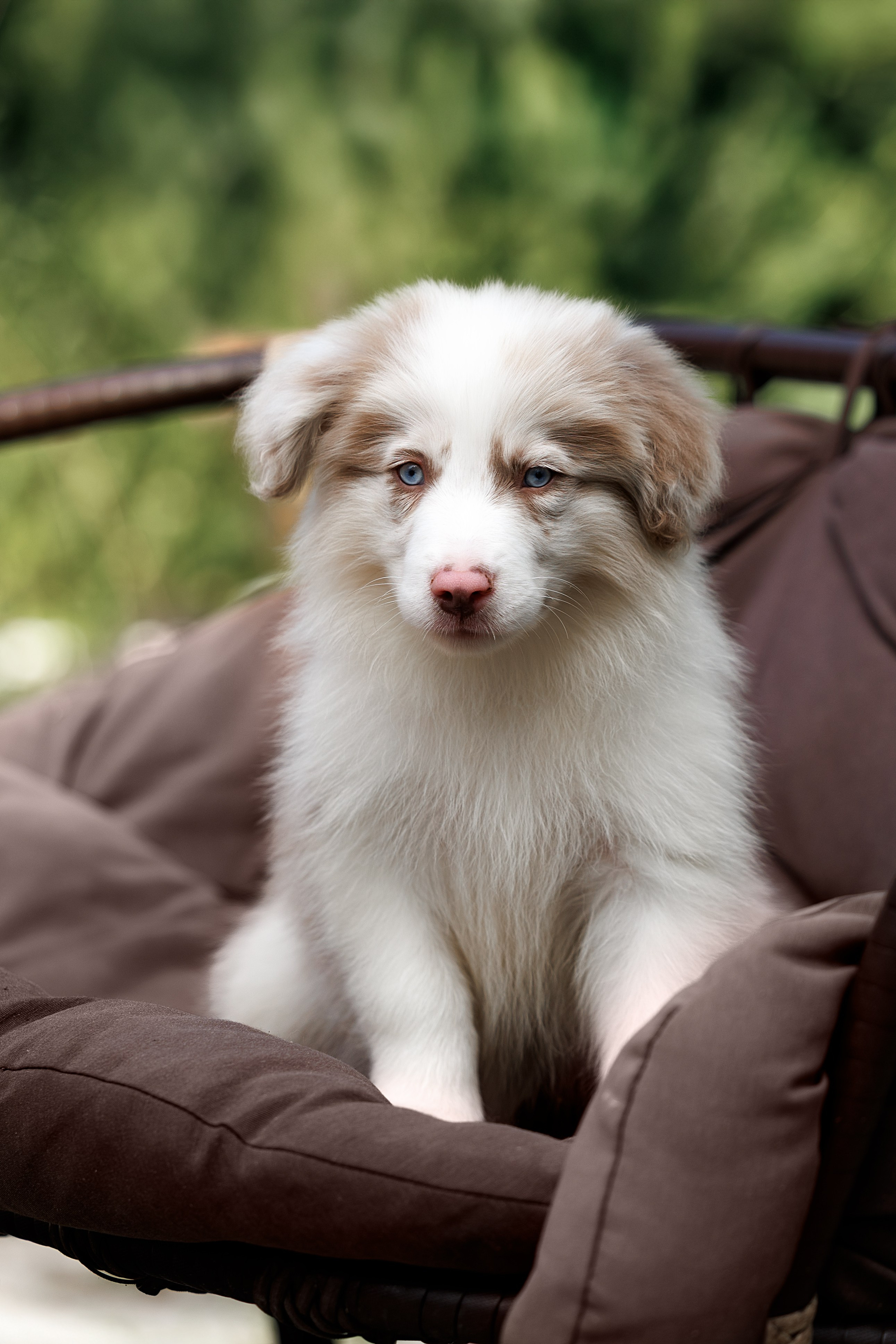 Портфолио: Фотосъёмка щенков в Москве и области — трогательные моменты. Фотограф-анималист и бренд-фотограф в Москве | Фотография собак, людей, бизнес-портрет