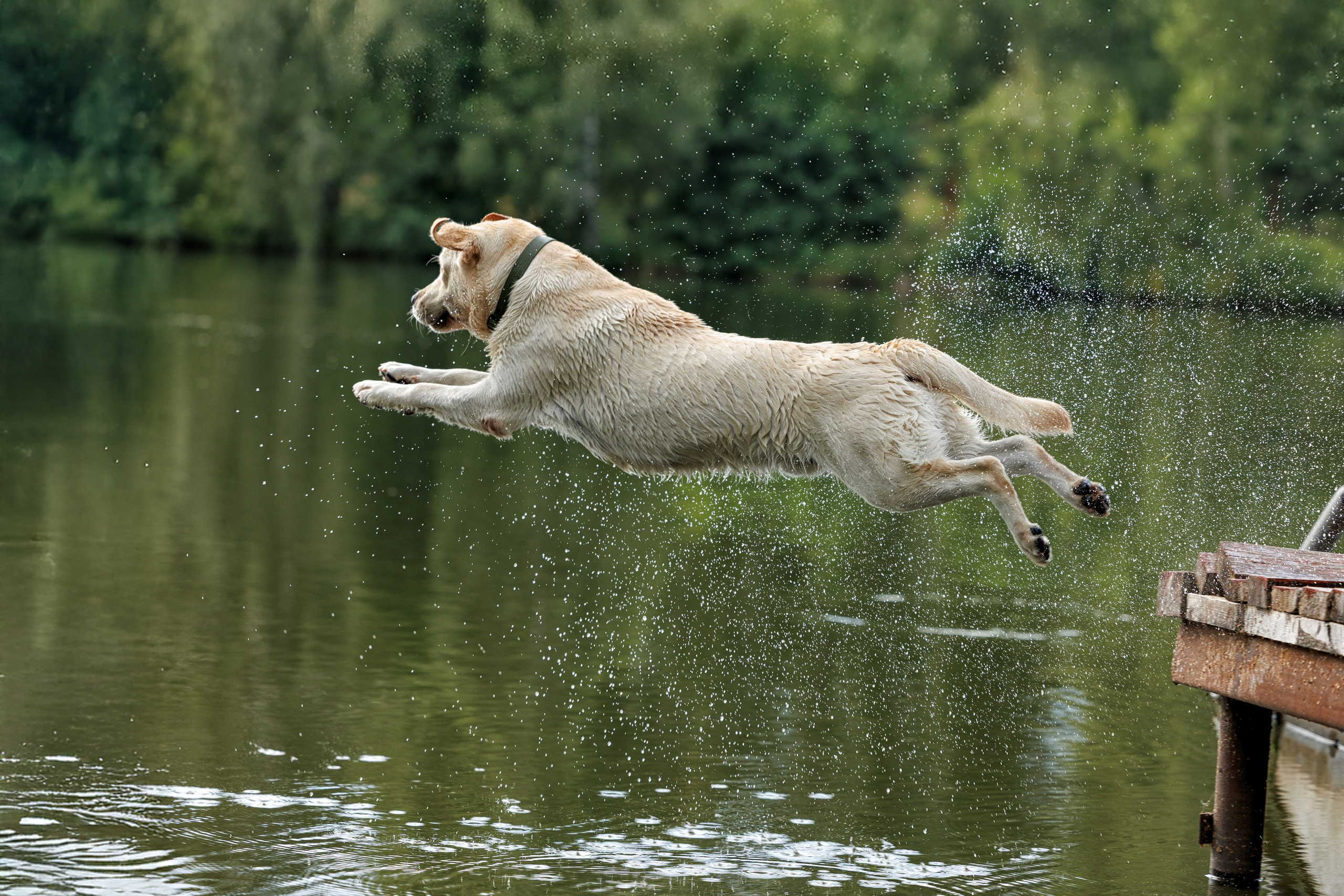 Портфолио: Фотосъёмка собак в Москве и области — авторские образы. Фотограф-анималист и бренд-фотограф в Москве | Фотография собак, людей, бизнес-портрет