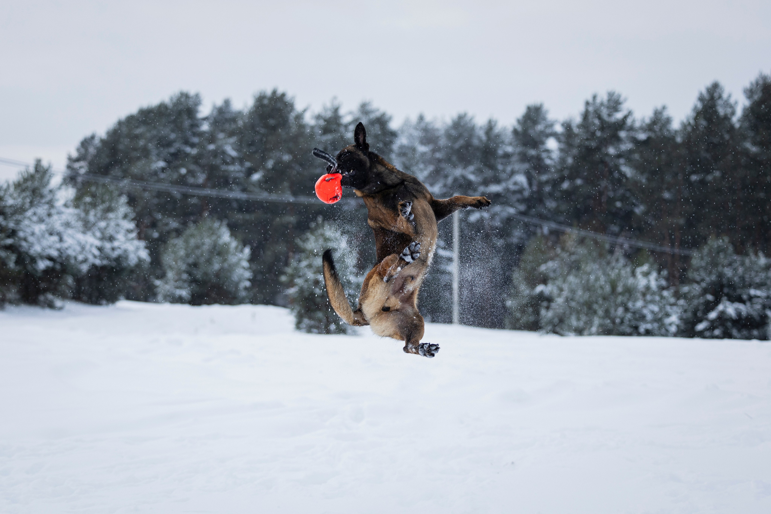 Рики. Фотограф-анималист Анна Маринич