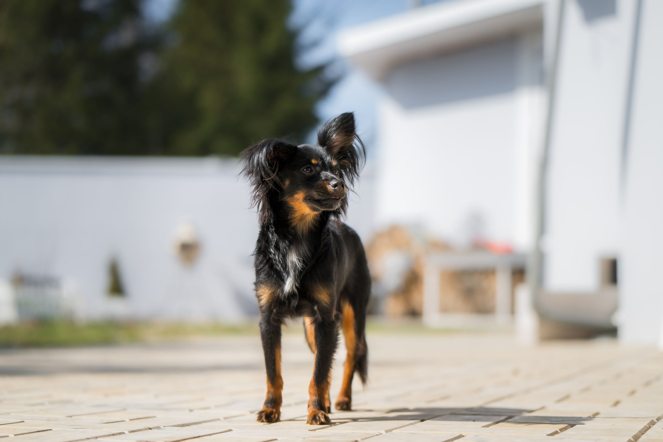 Домашняя съемка. Фотограф Анималист в Москве Анастасия Жучкова