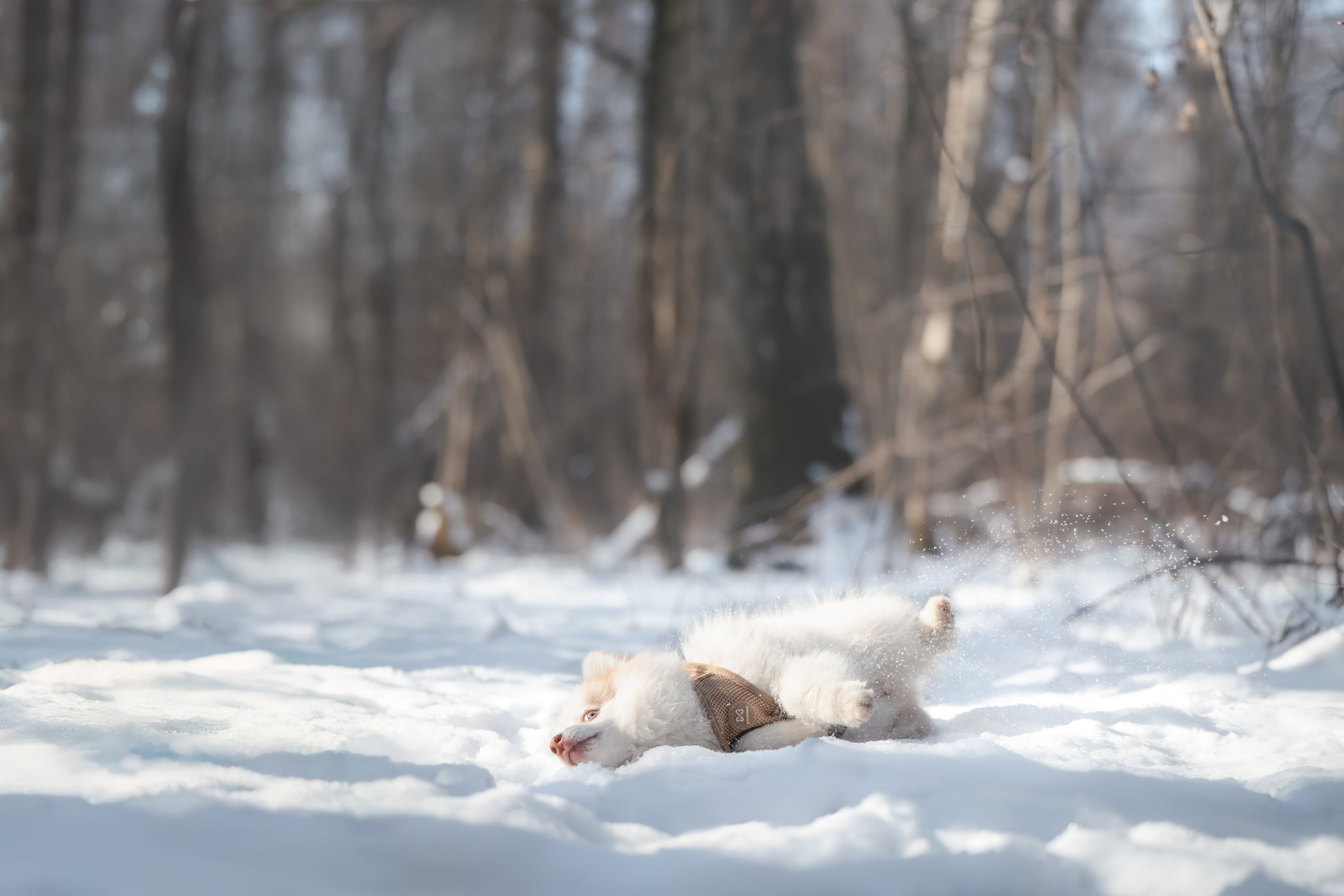 4 щенка помски. Прогулка в лесу. Фотограф Анималист в Москве Анастасия Жучкова