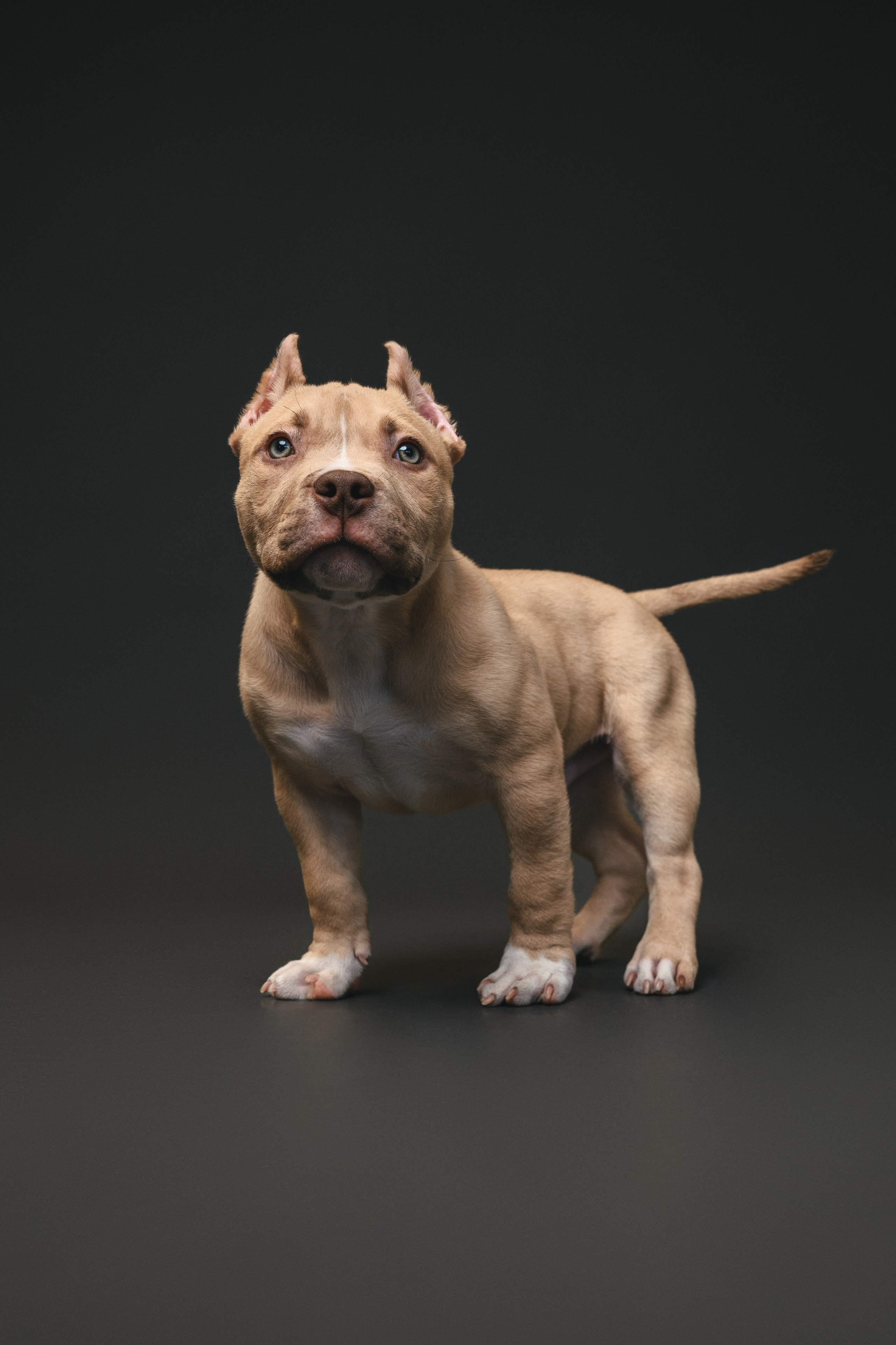 Булли. Фотограф Анималист в Москве Анастасия Жучкова