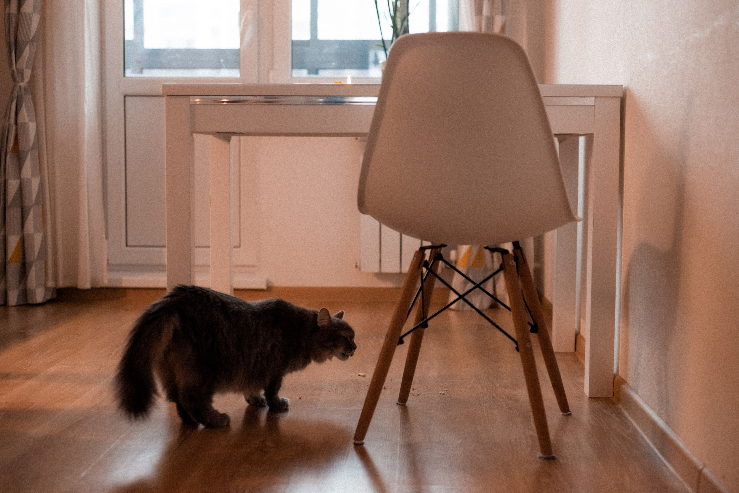 Сырники. Портретный фотограф в Петрозаводске Татьяна Лебедева