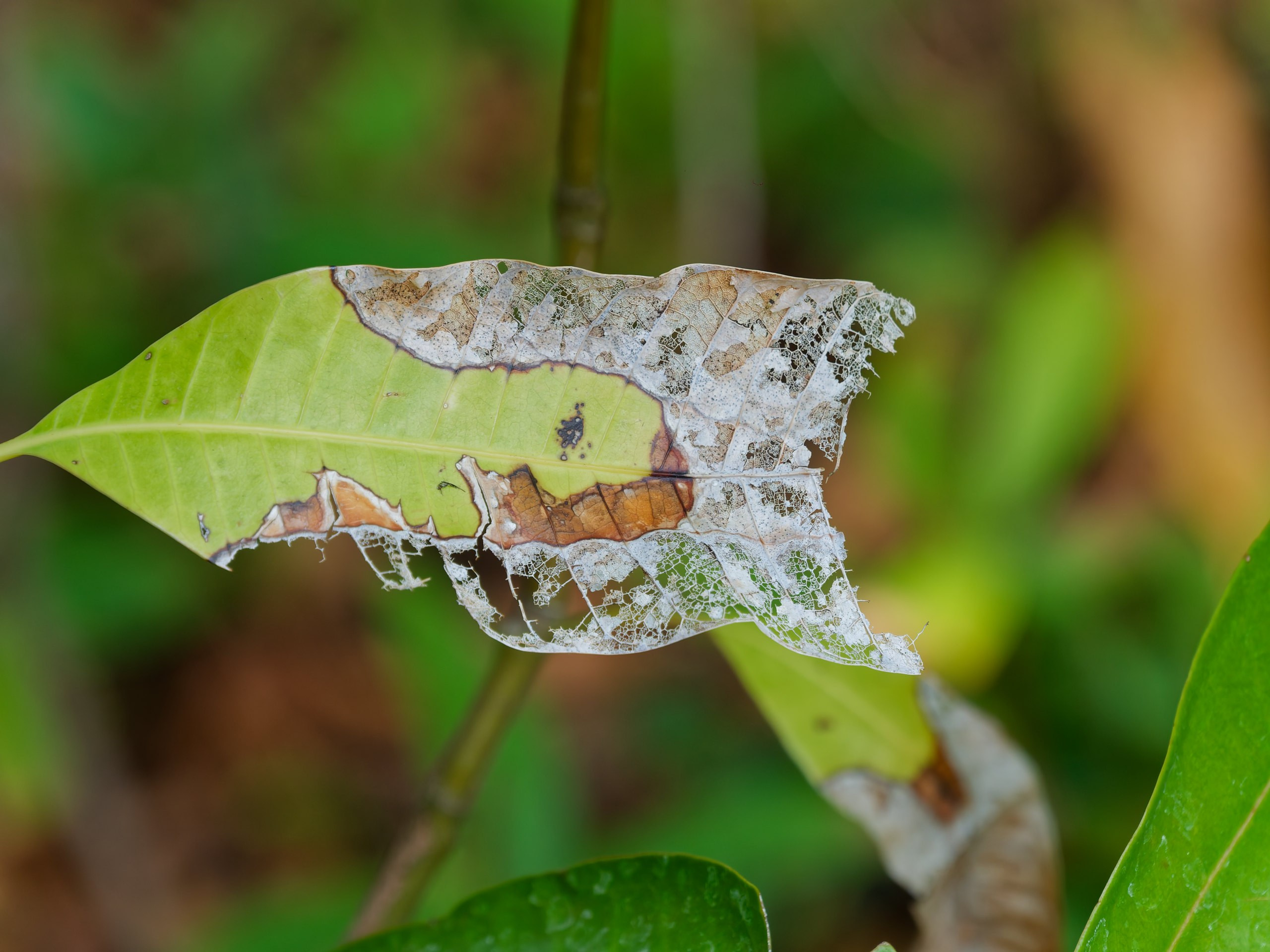 Хайнань 2026, флора, цветы и деревья. Фотопрогулки по Миру