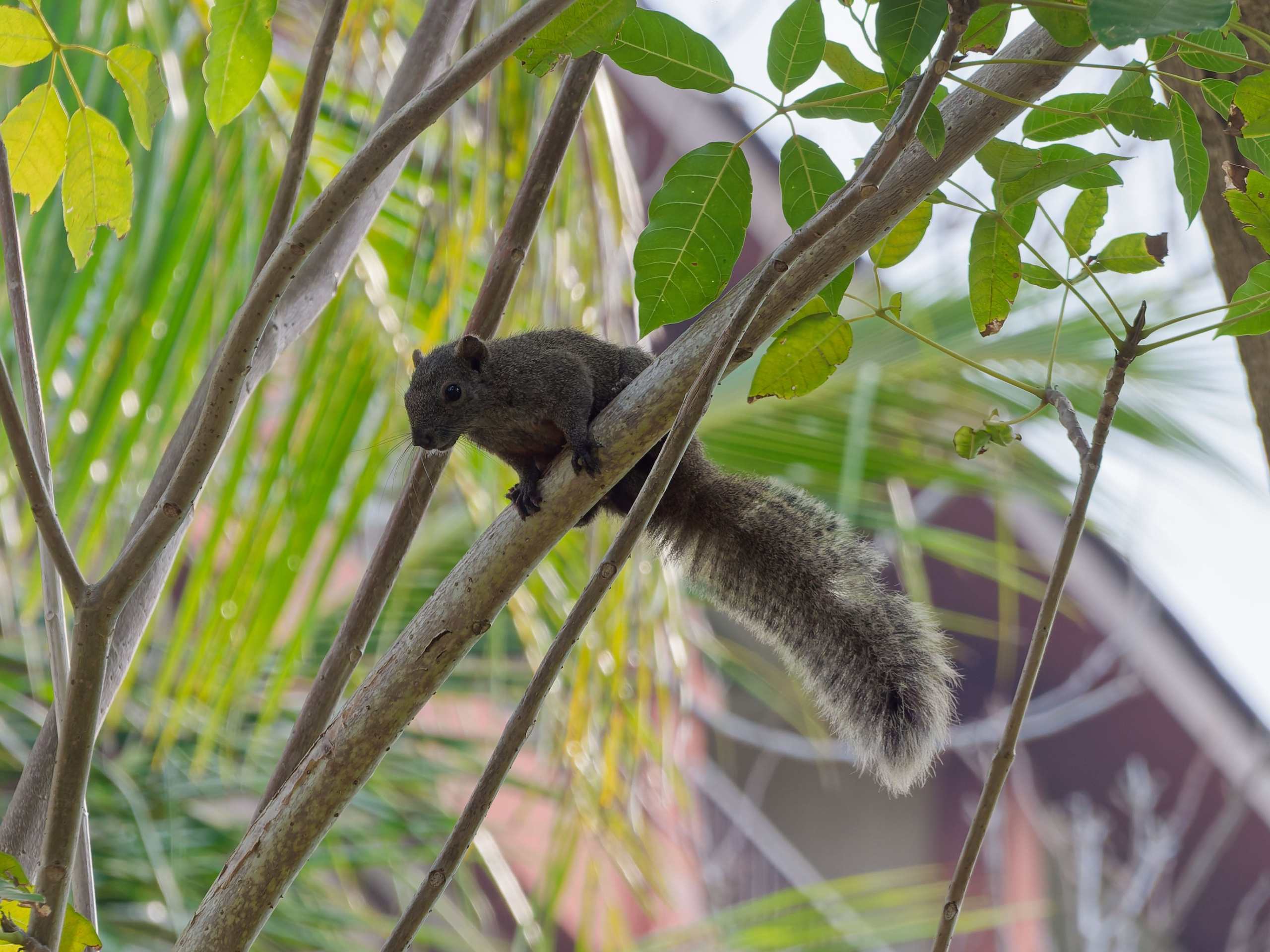 Хайнань 2026, белки. Фотопрогулки по Миру