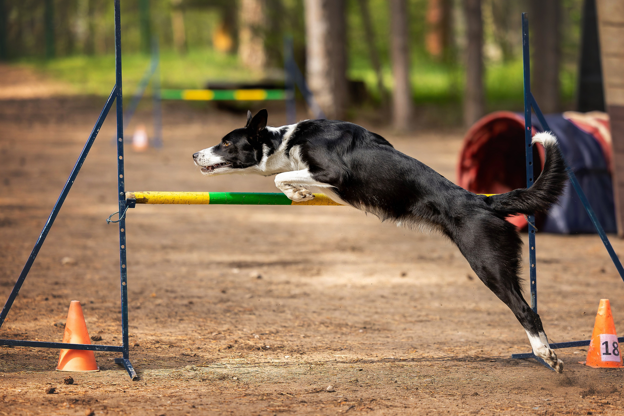Тренировка аджилити. Фотограф Анималист в Перми Анастасия Остерман