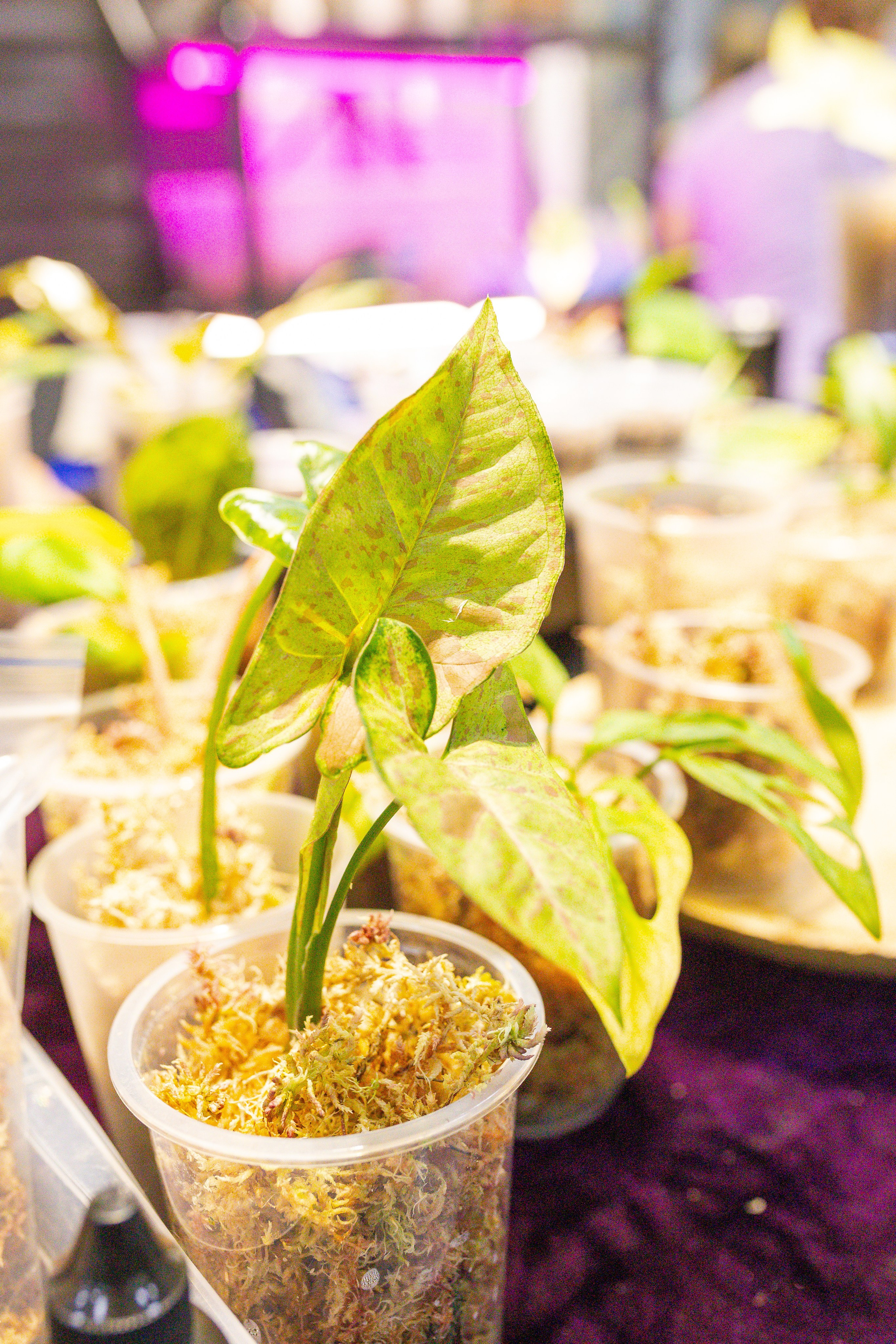 Орхидиум сентябрь 2025. Александра Куликова фотограф, Москва