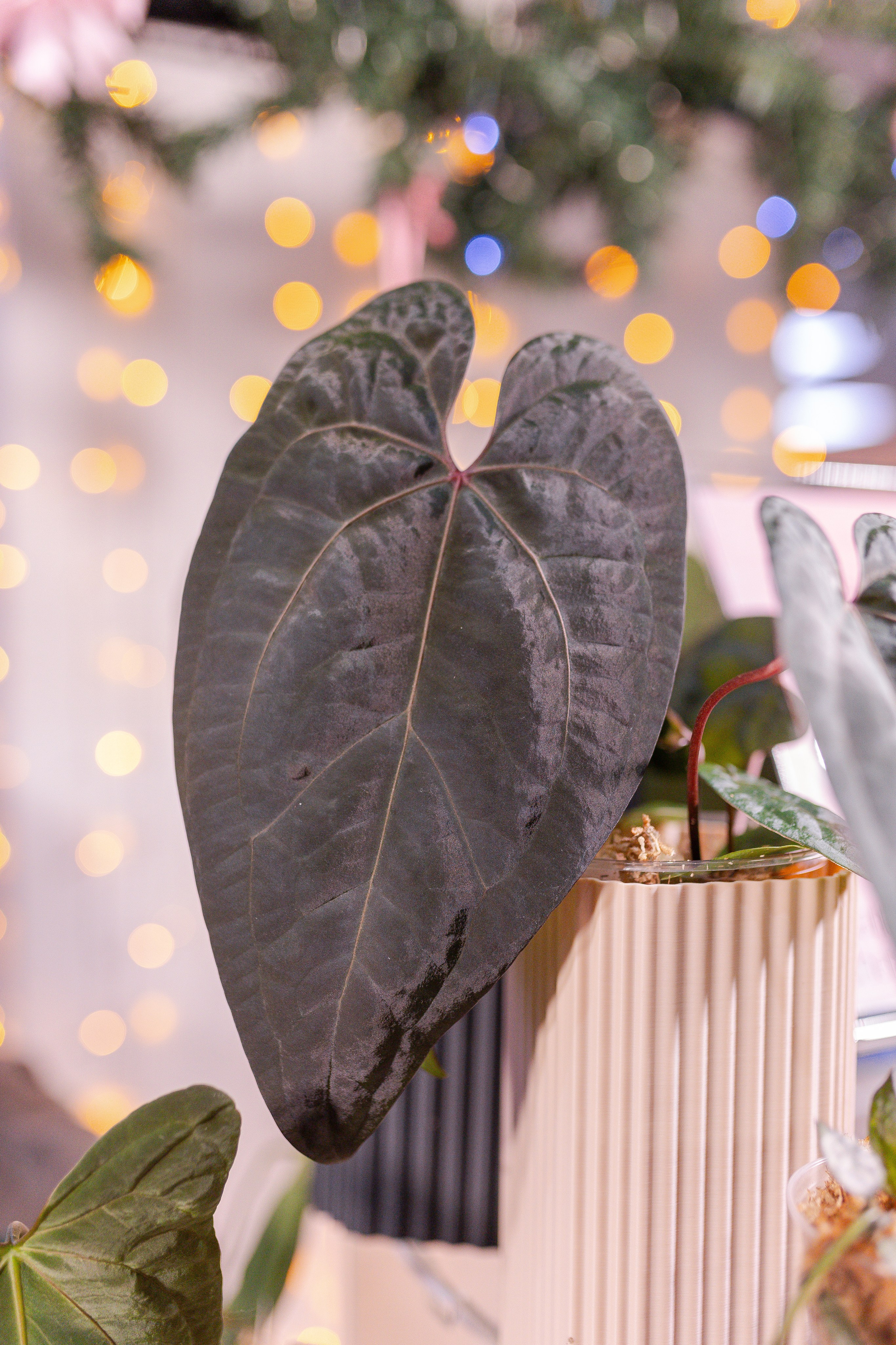 Орхидиум 12.2025. Александра Куликова фотограф, Москва