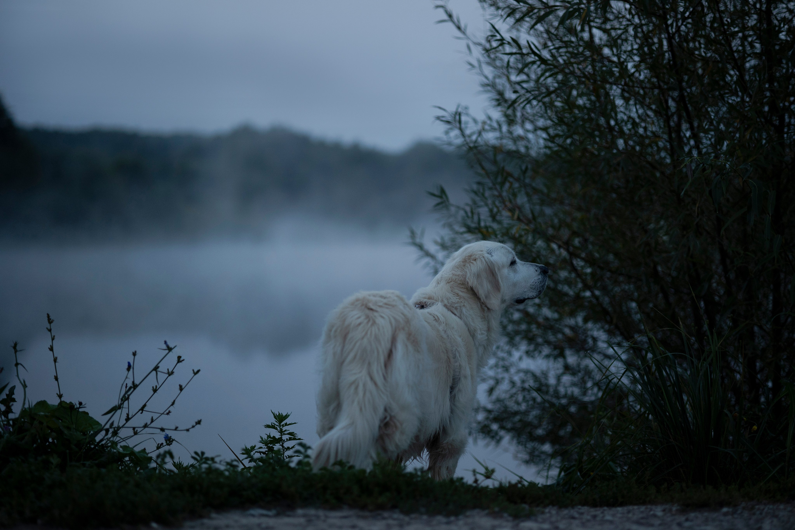 Рассветная съемка с собакой. Анастасия Белаш
