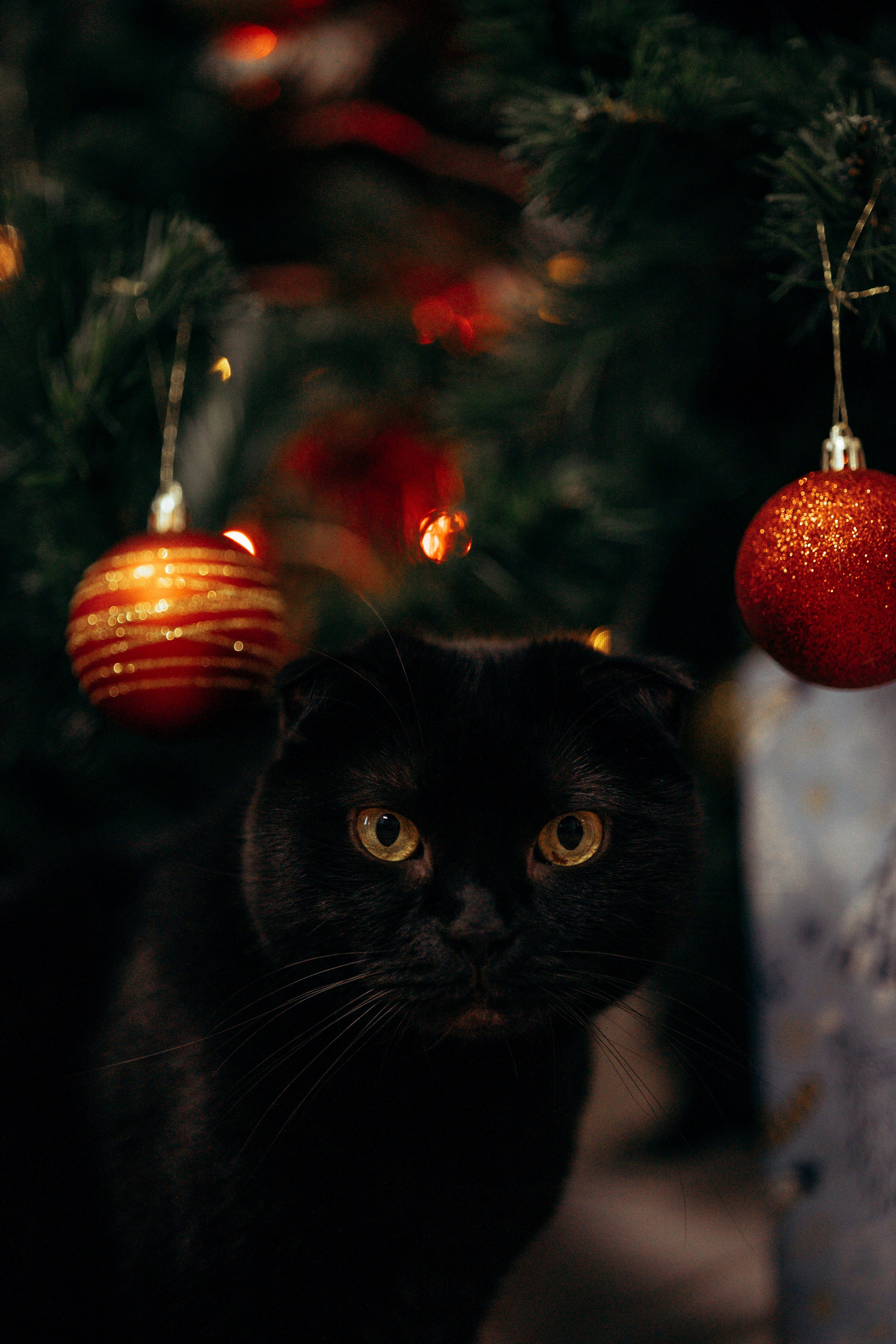 Новогодняя съемка с собакой. Анастасия Белаш