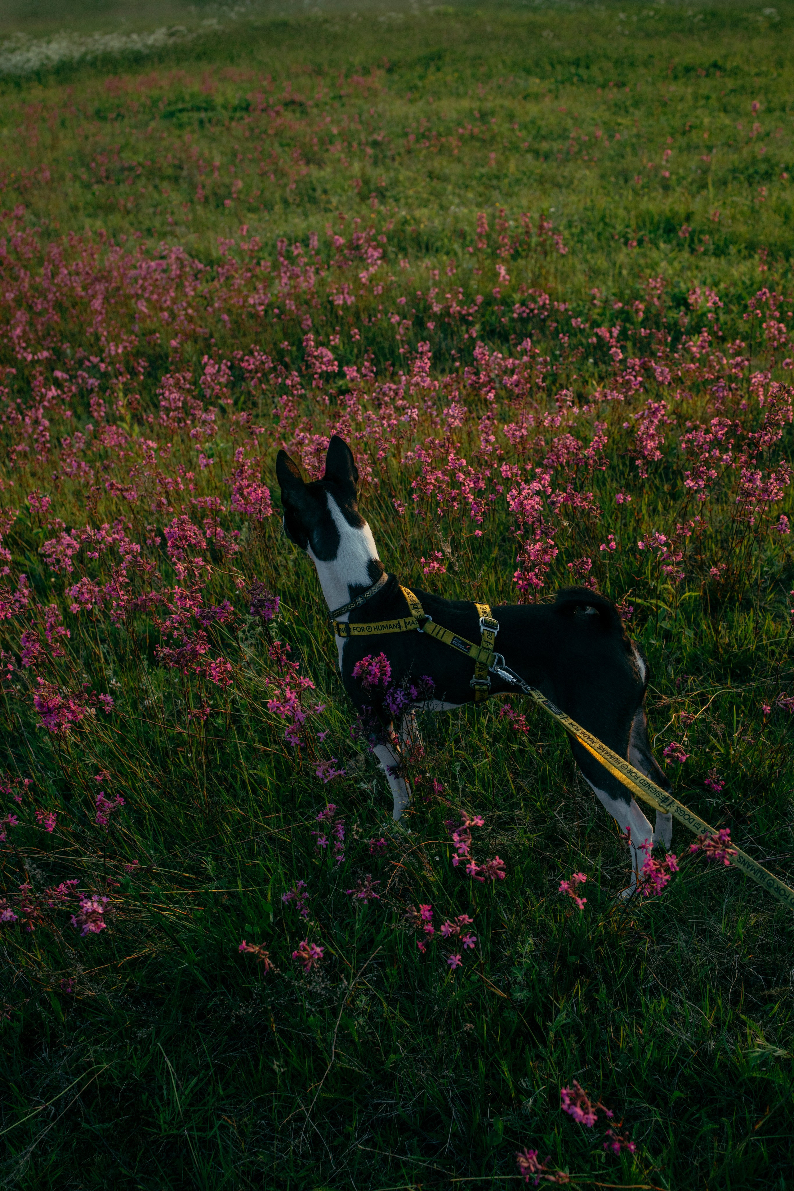 Итачи и его семья 🐾. Фотограф-анималист в Санкт-Петеребурге Титова Алиса