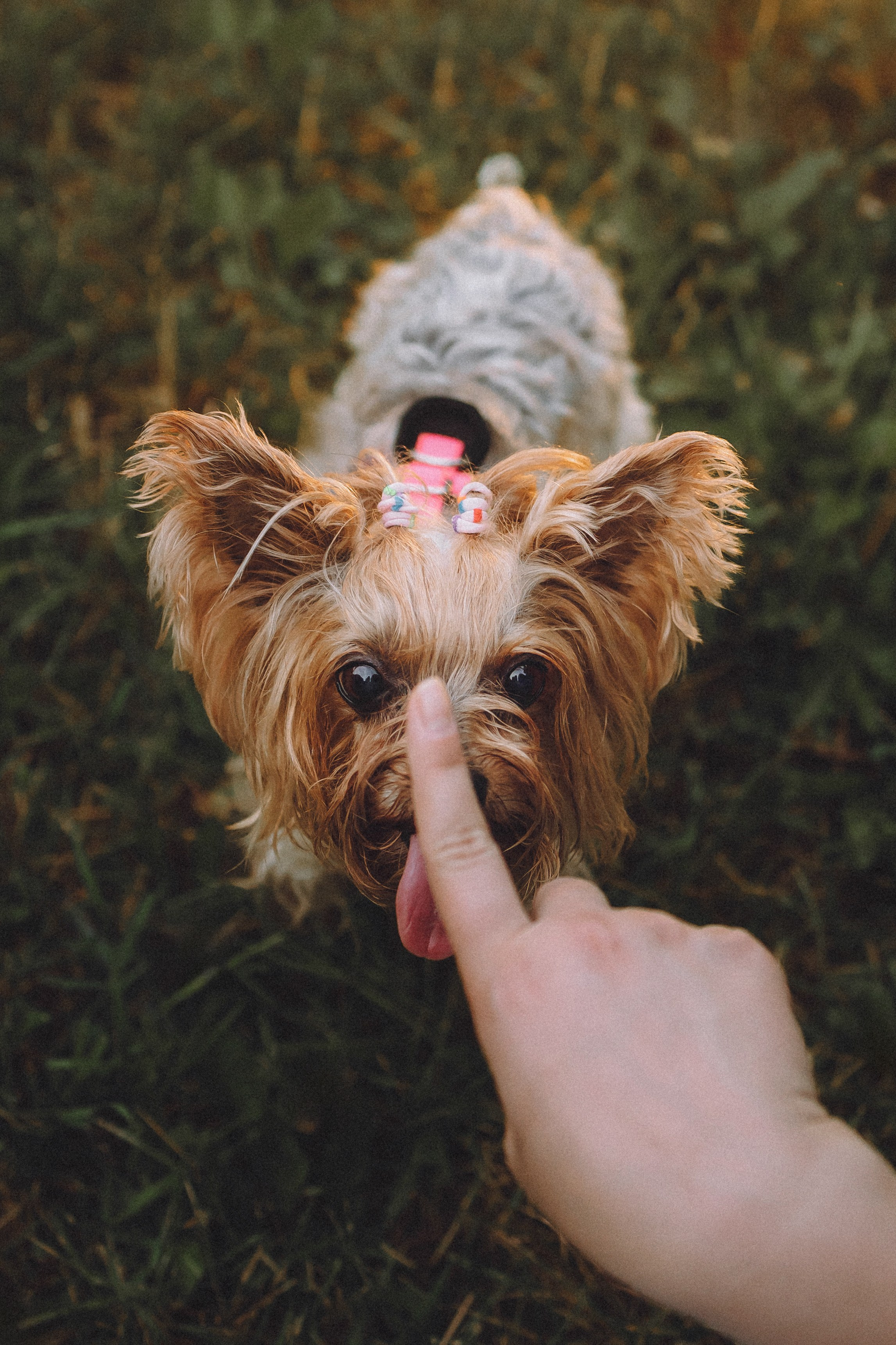 Даша и Дэзи