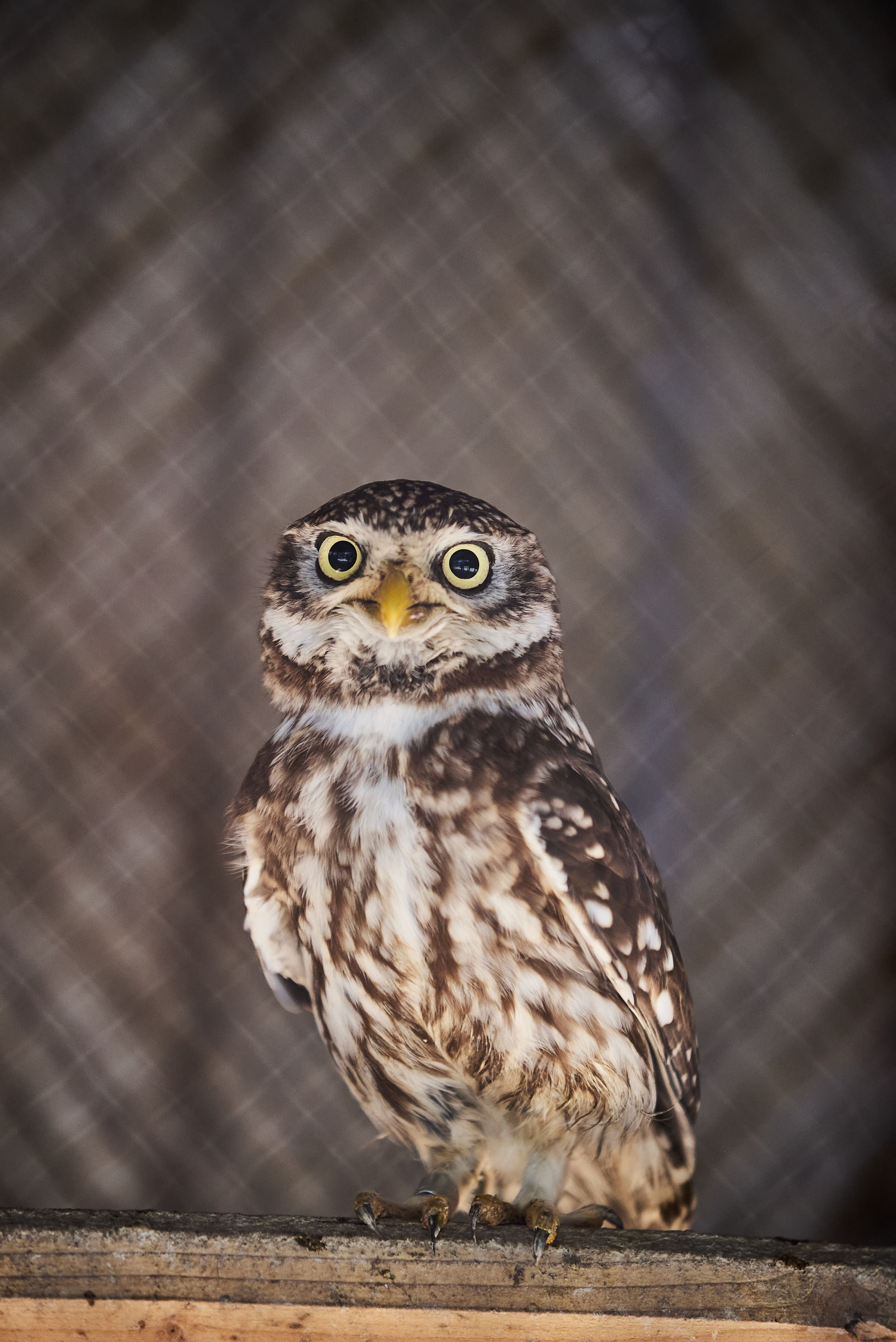 Зоопарк Иваново. Фотограф в Иваново: Каталожная съемка одежды и постельного белья, Wildberries