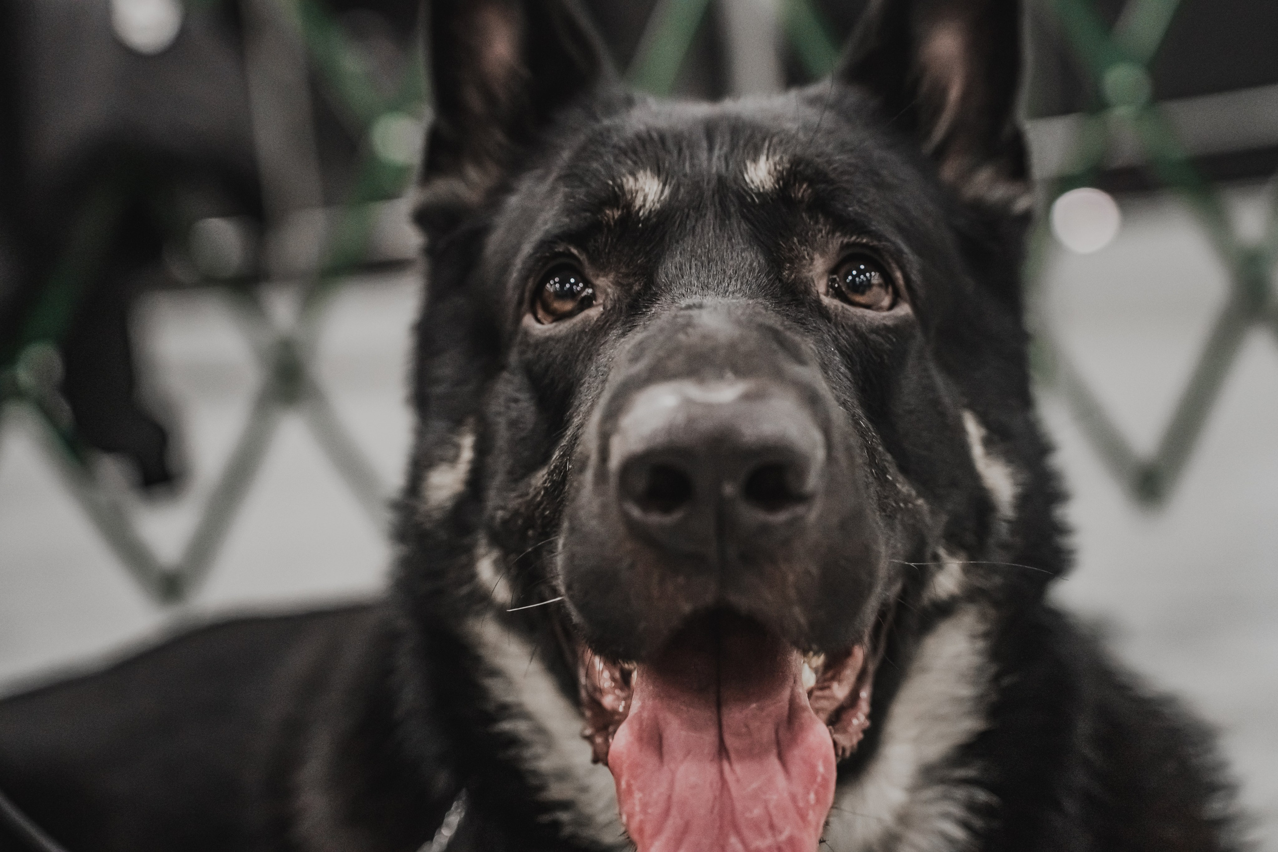 Международная выставка собак всех пород. Репортажный фотограф Анастасия Рубцова