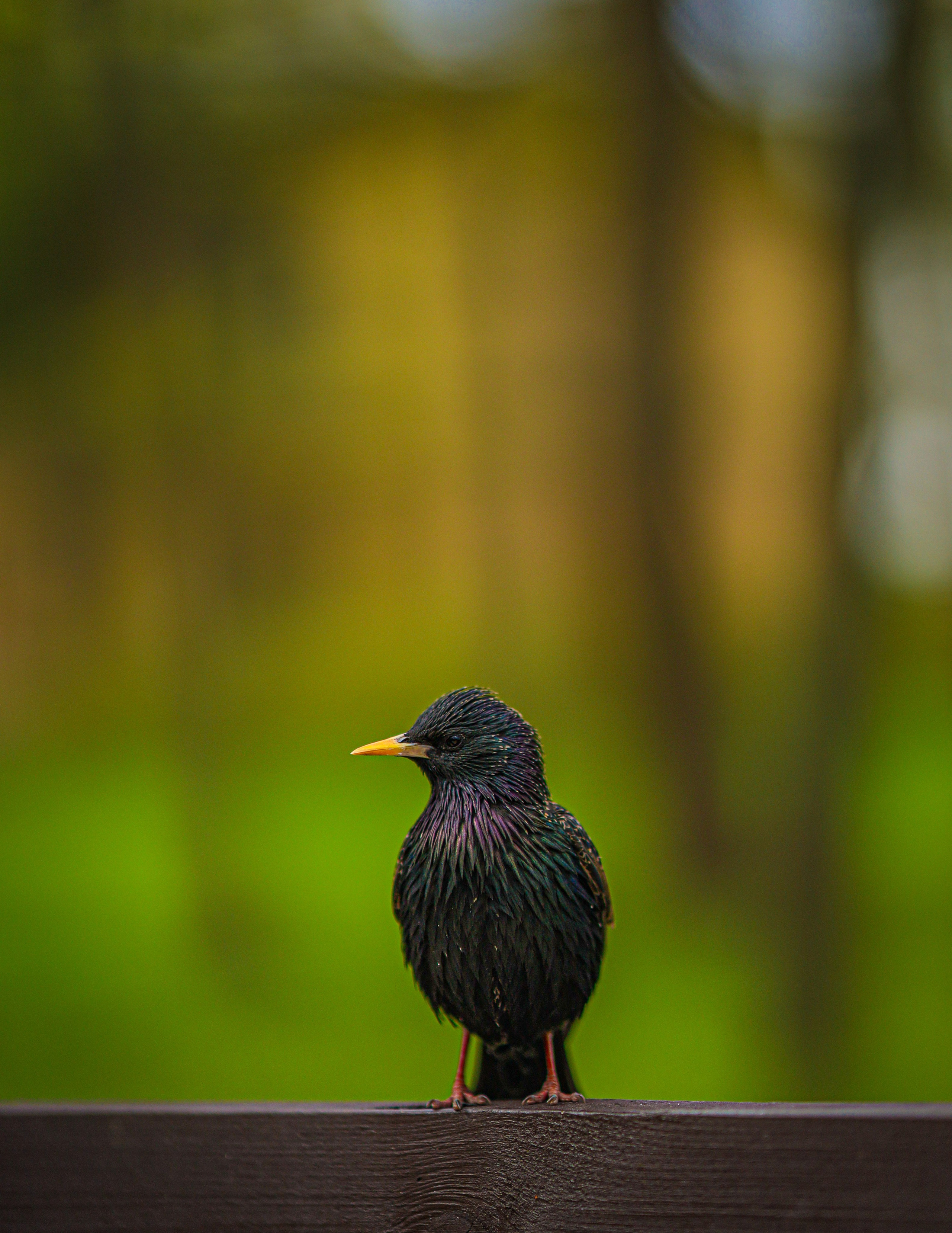 Природа &. Фотохудожник в СПб