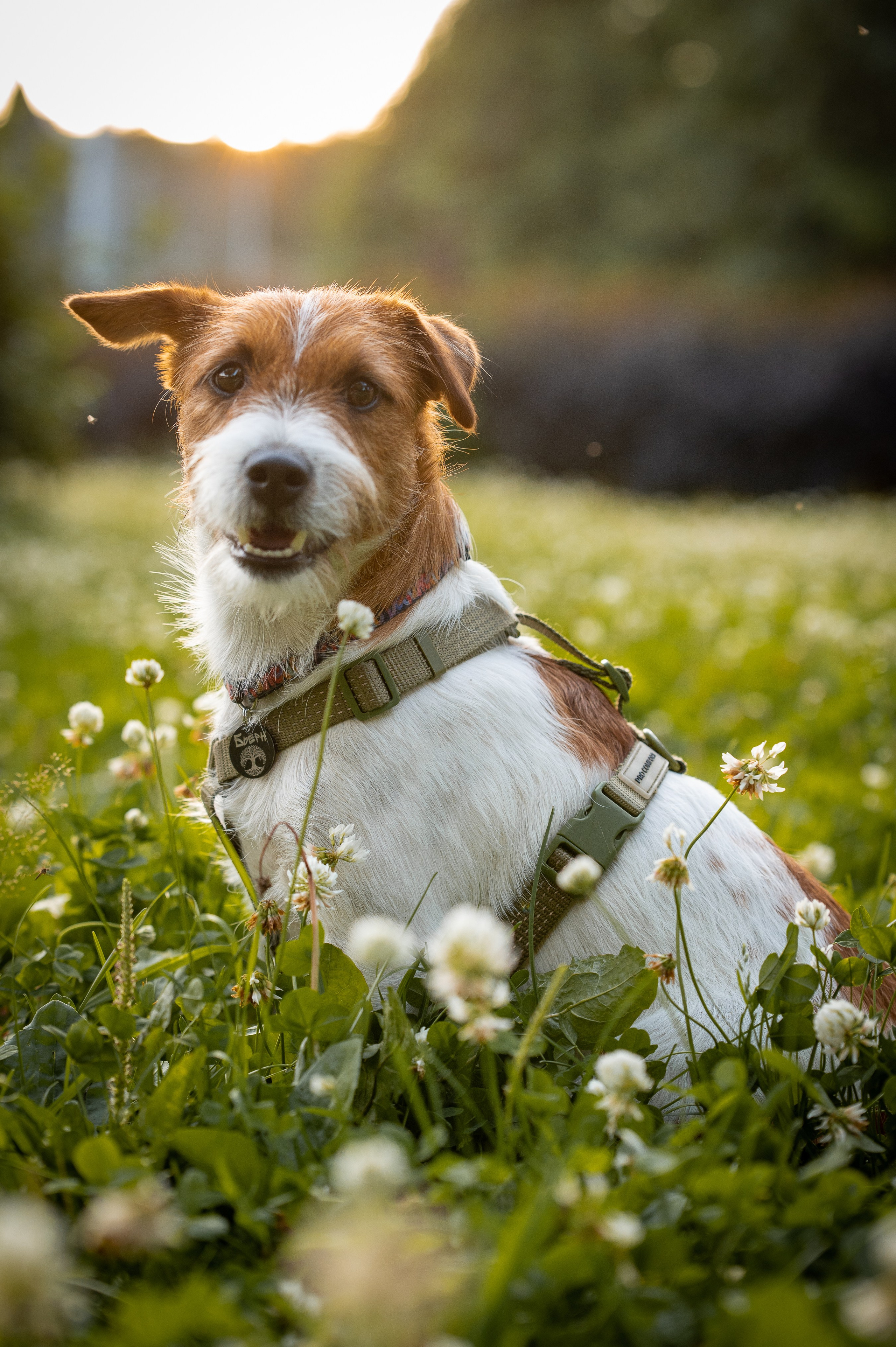 Собаки. Фотограф-анималист в Санкт-Петербурге Анастасия Иванова