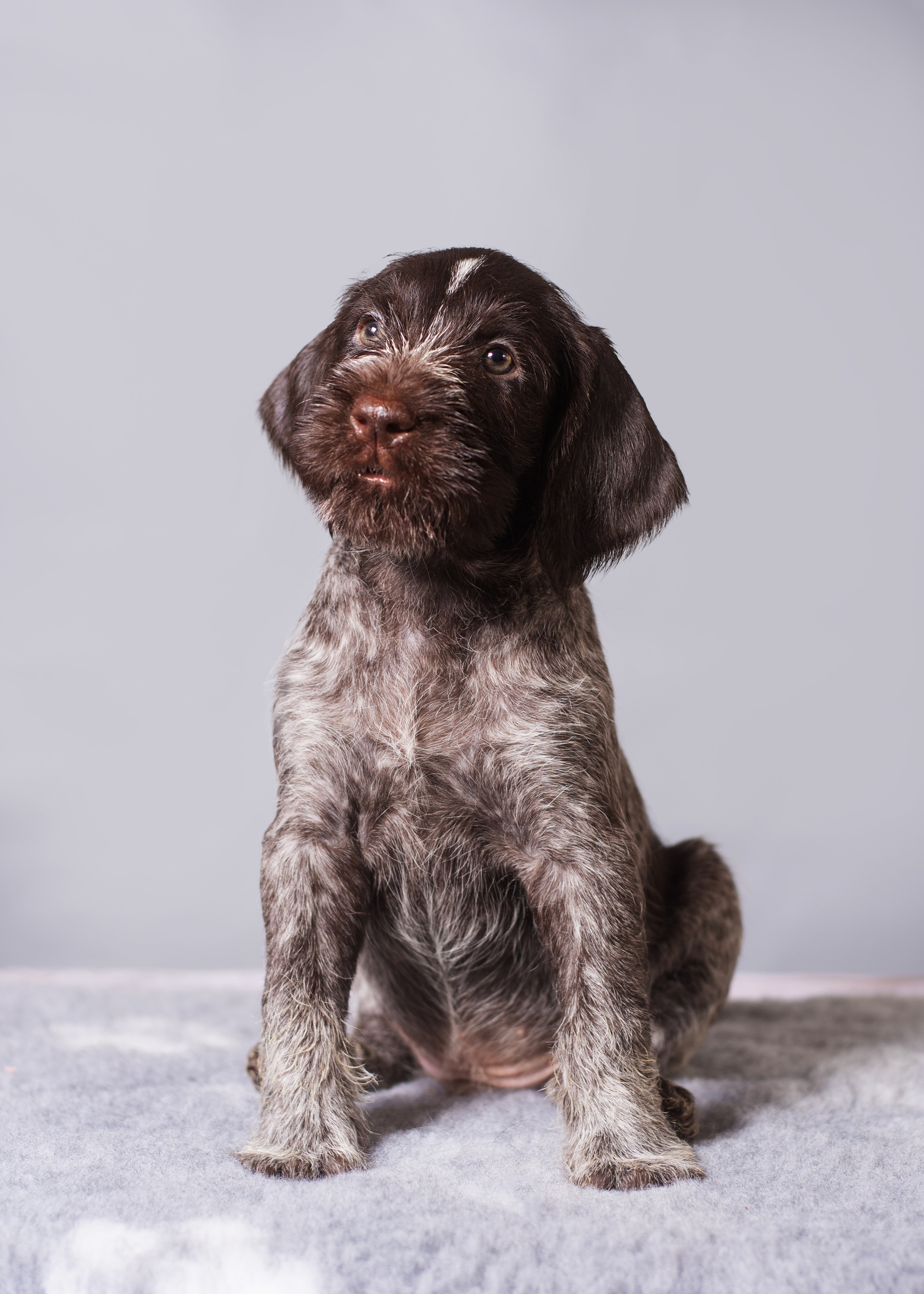 Дратхаарята. Дог-фотограф в Тюмени Александра Королева