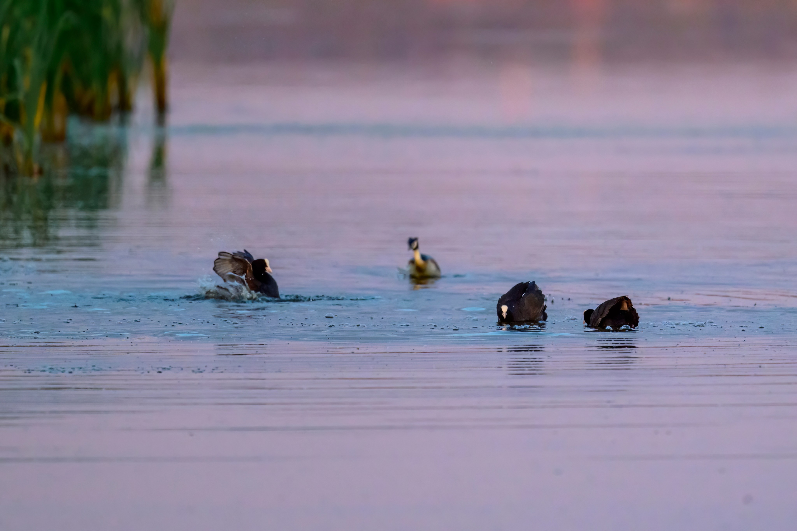 Драки лысух и лунь. Wildlife photography by Sergey Puponin