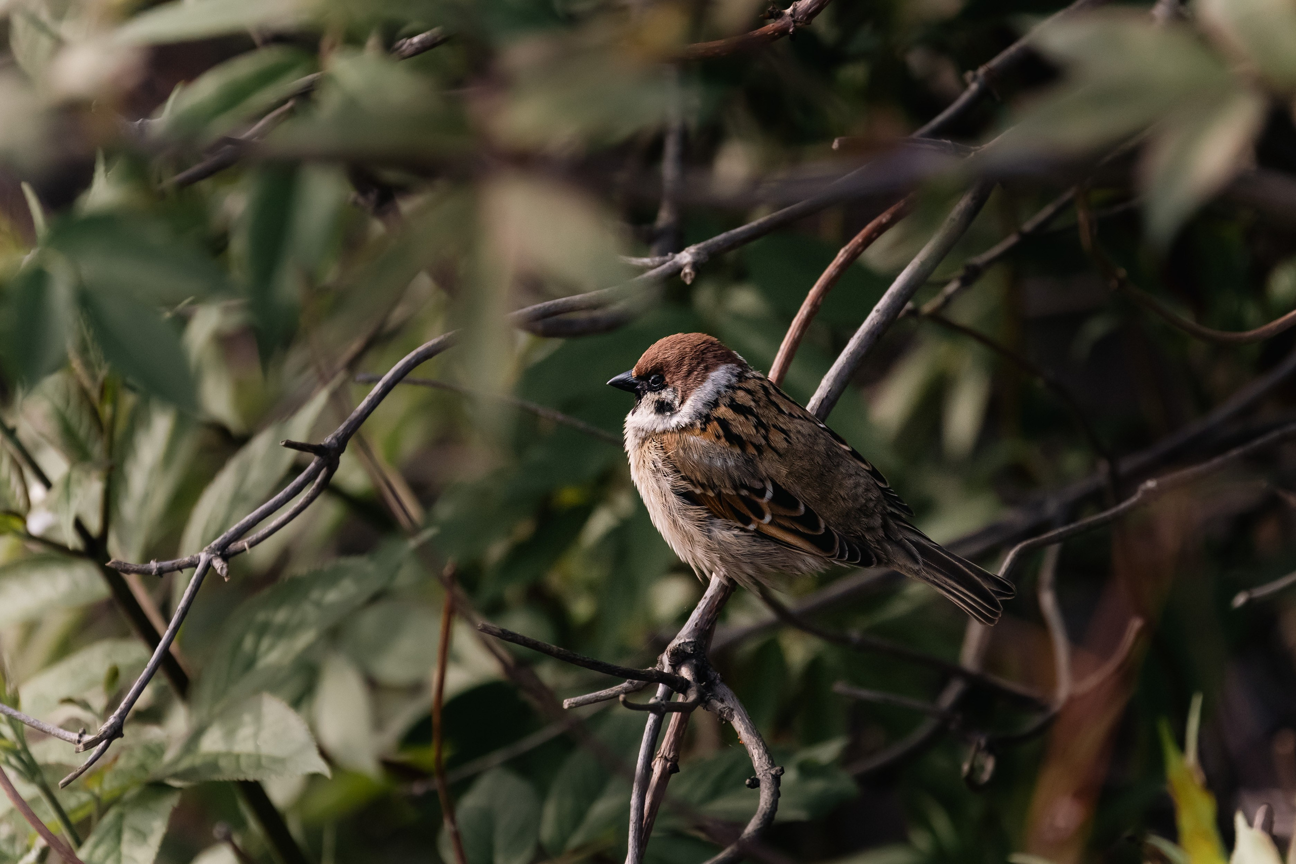 Георгий Кравченко. Инженер и орнитолог. Репортажный фотограф Наталья Лапцевич
