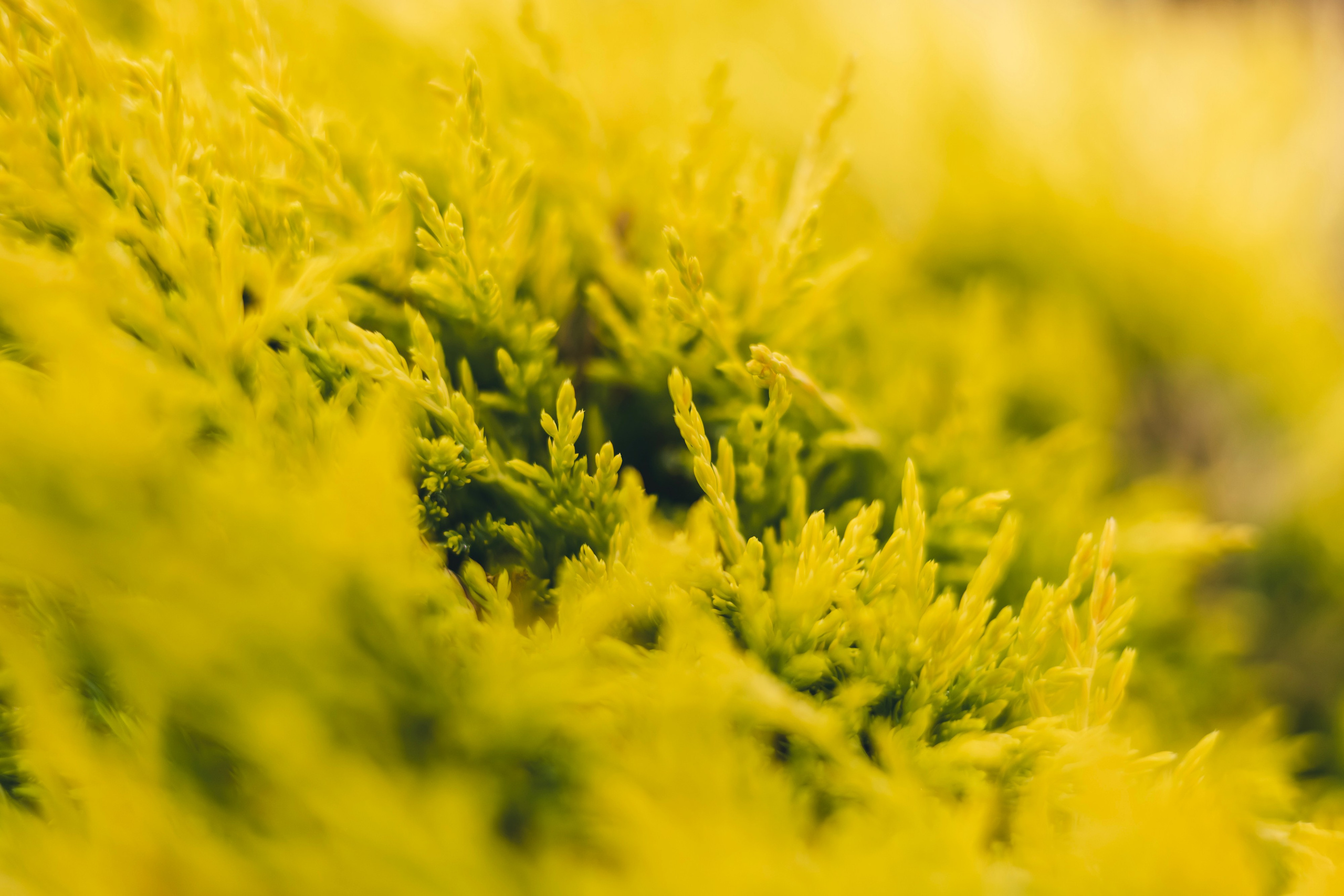 Любовь Георгиевна Пономарева. Садовод и ландшафтный дизайнер. Репортажный фотограф Наталья Лапцевич