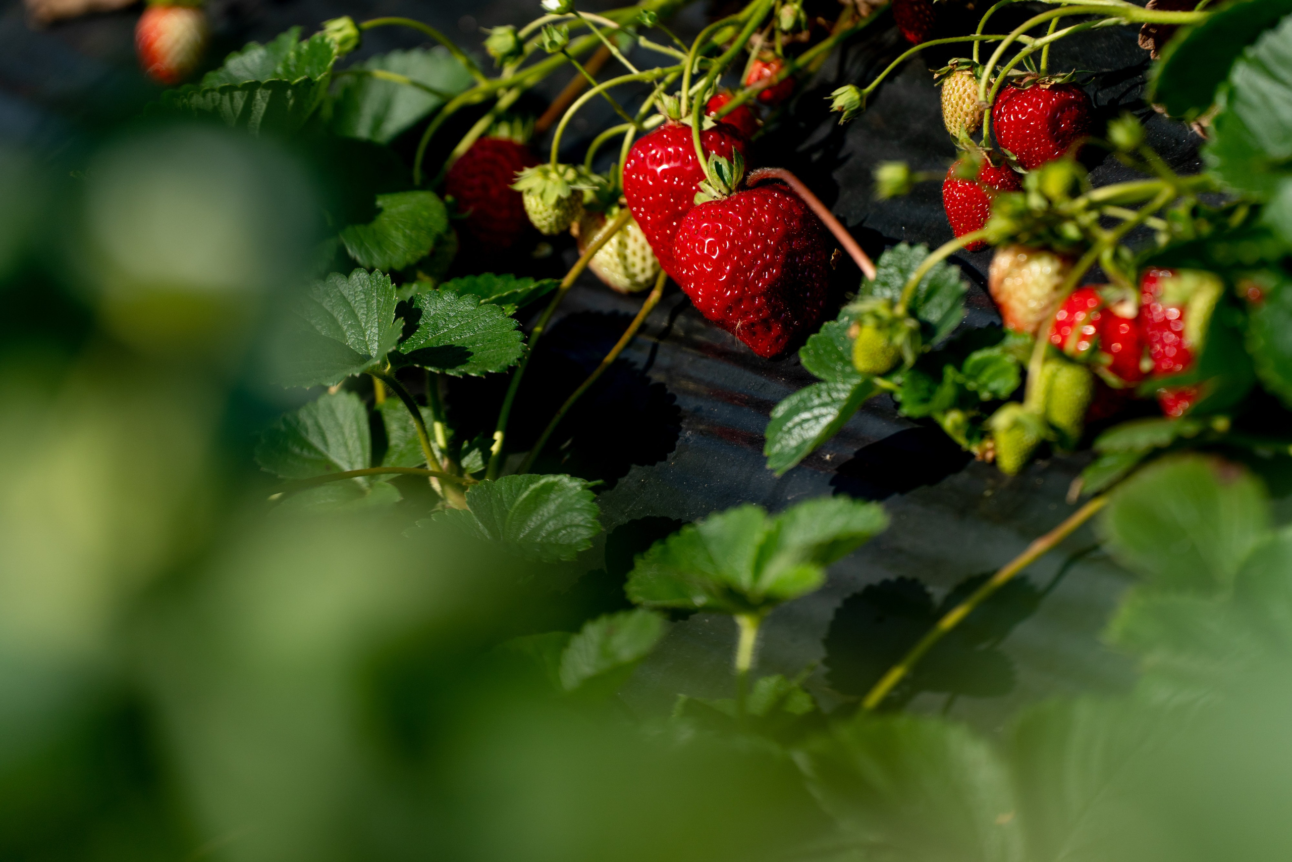 Валерия и Владислав Ращектаевы. Фермеры. Репортажный фотограф Наталья Лапцевич