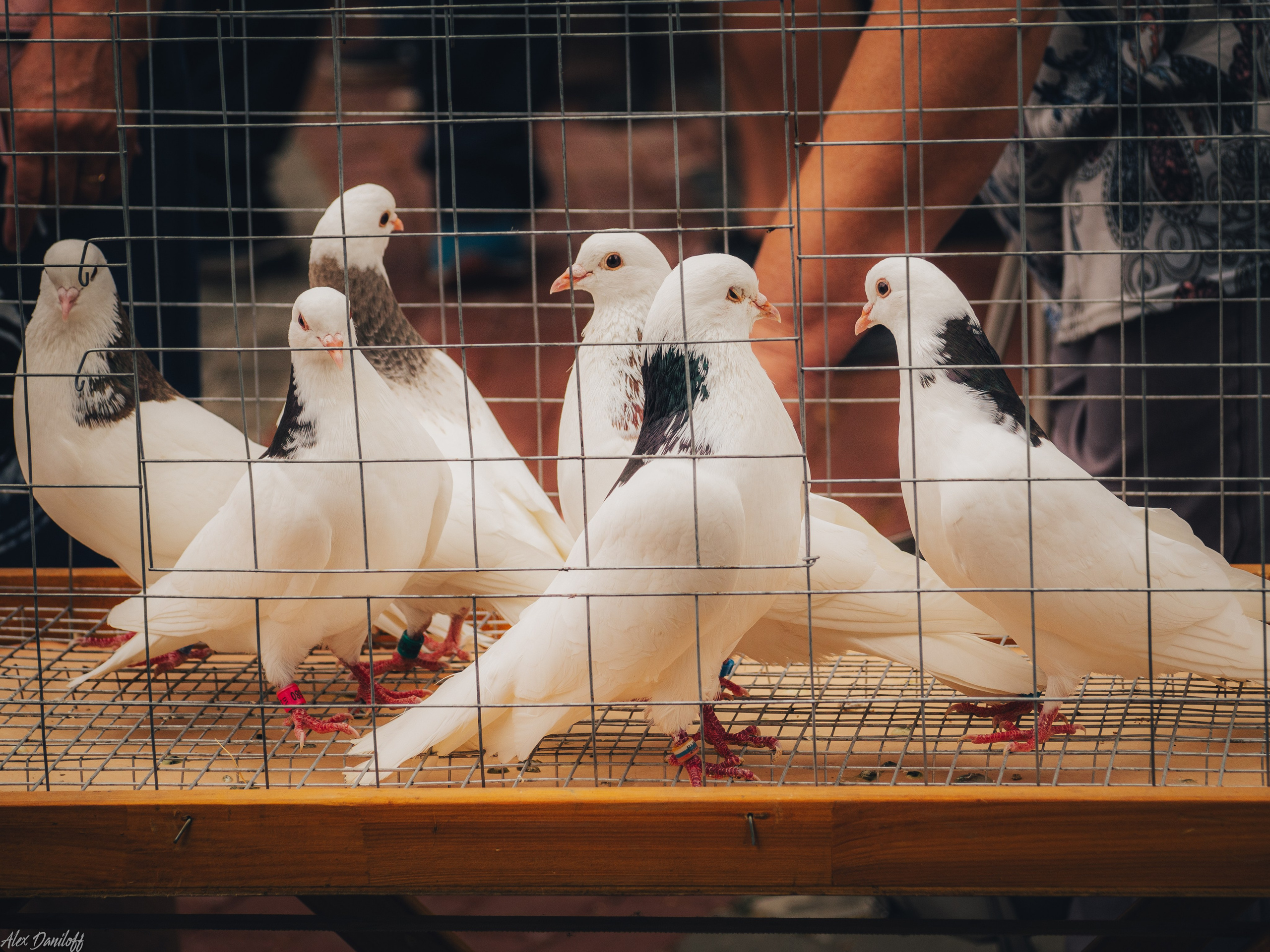 День семьи, любви и верности 2024. Муром-Инфо. Новости культуры, образования, спорта в городе Муром