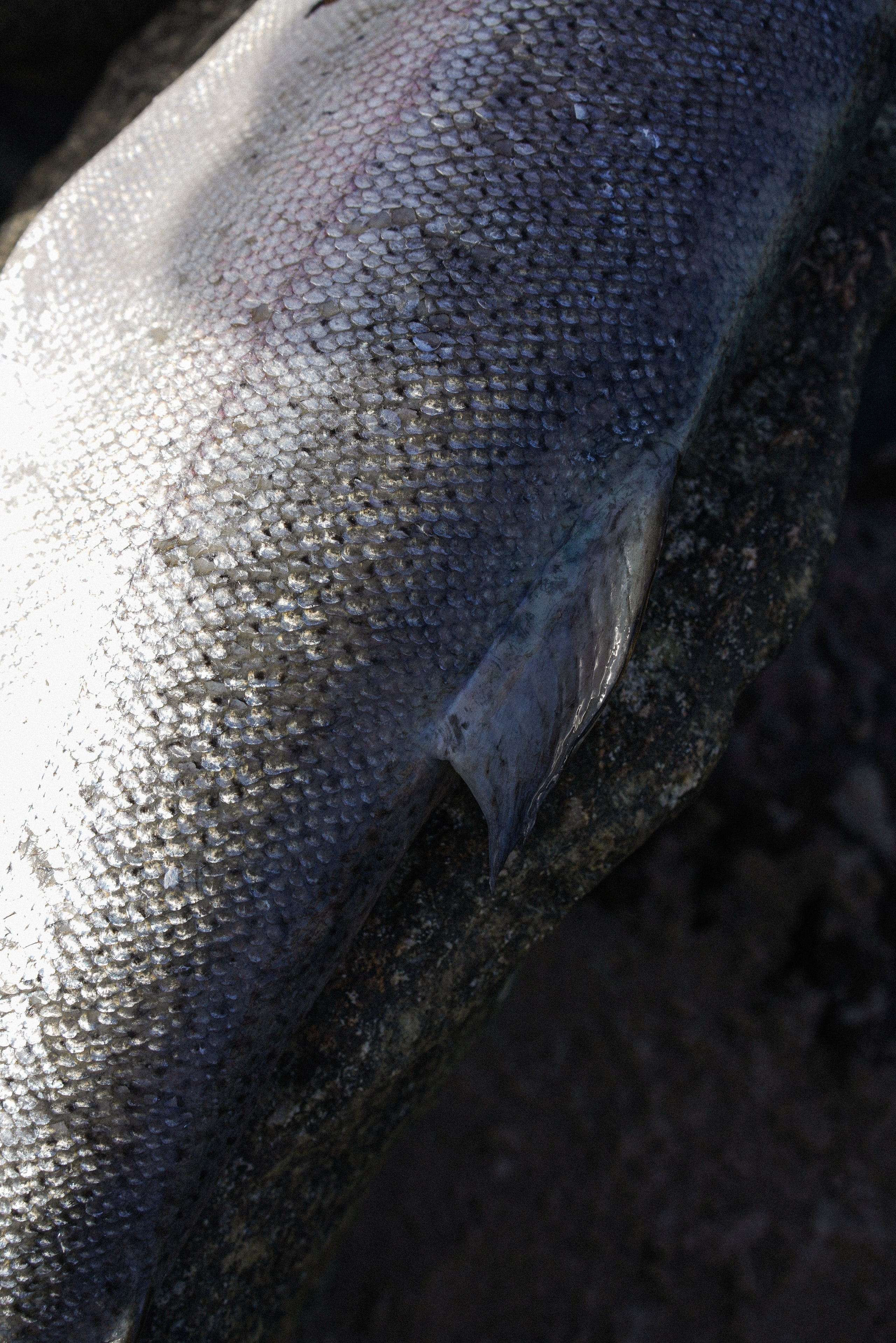 «Малина» rest. Контент-фотограф Калининград АНАСТАСИЯ ТКАЧЕВА