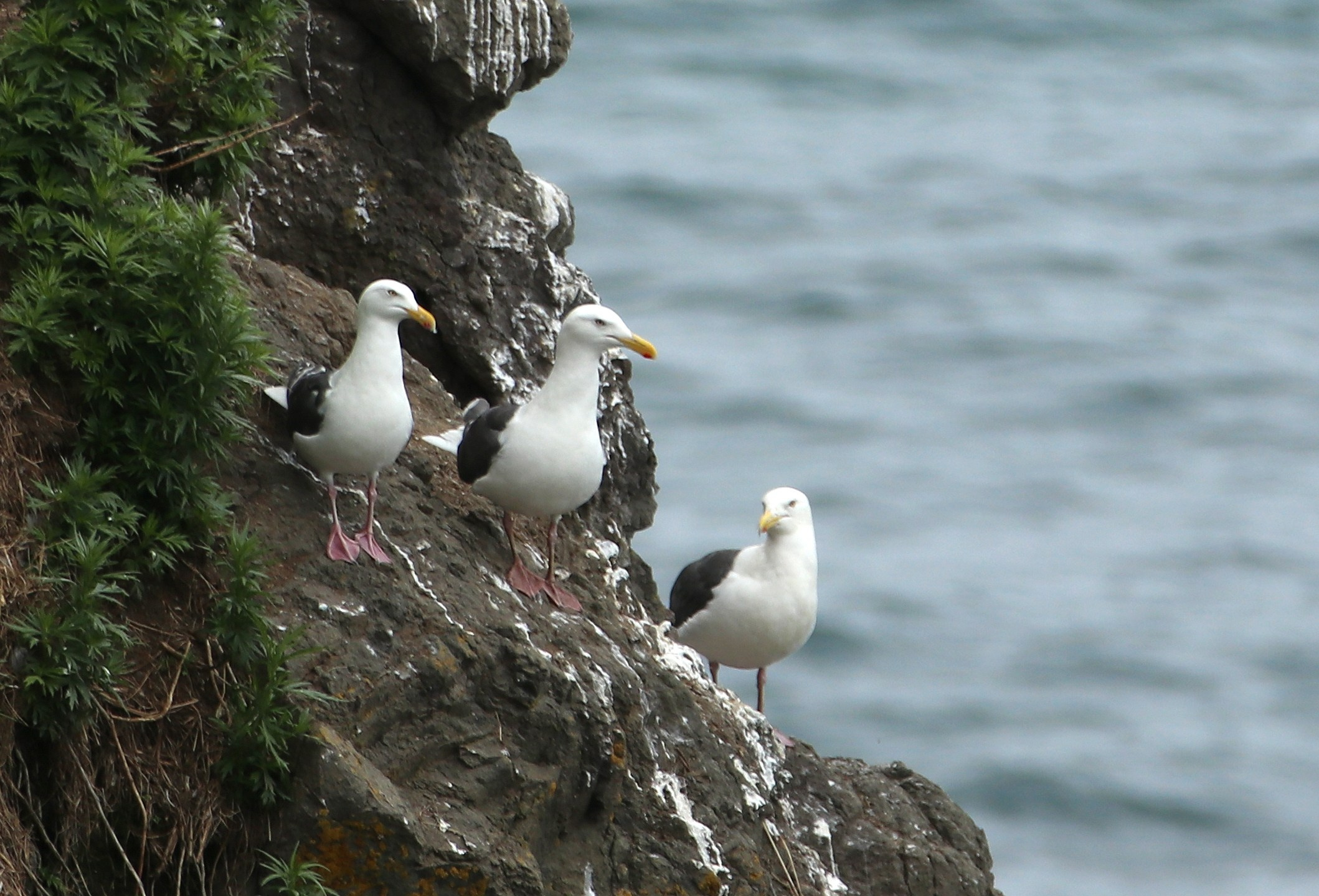 Камчатка и о. Парамушир. Июль 2024. Путешественник-фотограф из Санкт-Петербурга Татьяна Свистулина
