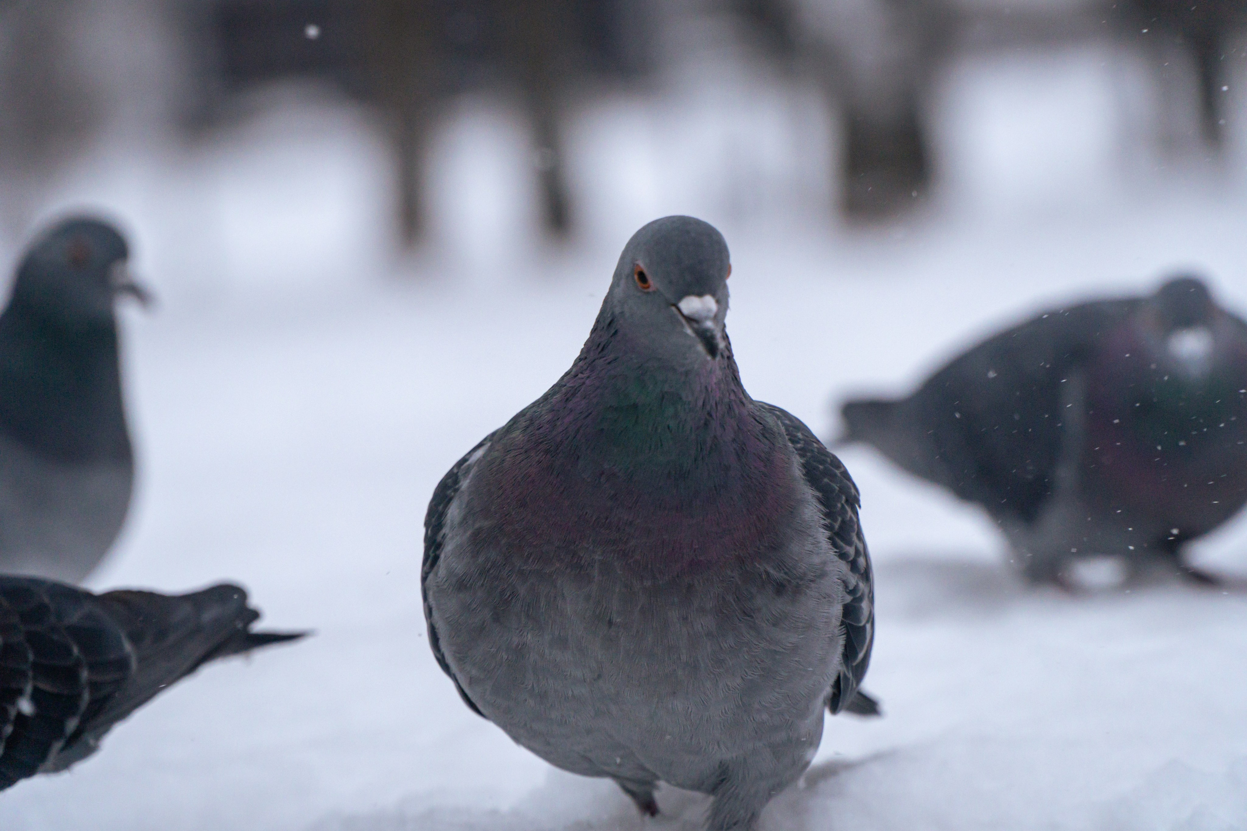 5 вёрст Наташинский 14 декабря 2024. Роман Капилюшов. Бег. Фото. Видео. г. Люберцы