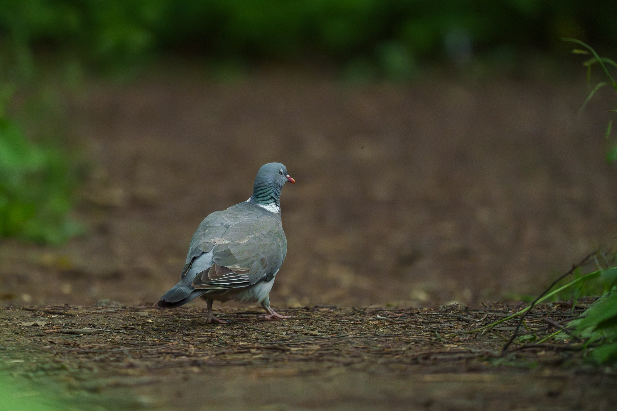 Удивительные мир птиц. Вокруг нас столько прекрасного — присмотритесь!. Ваш личный фотограф Марина Волкова