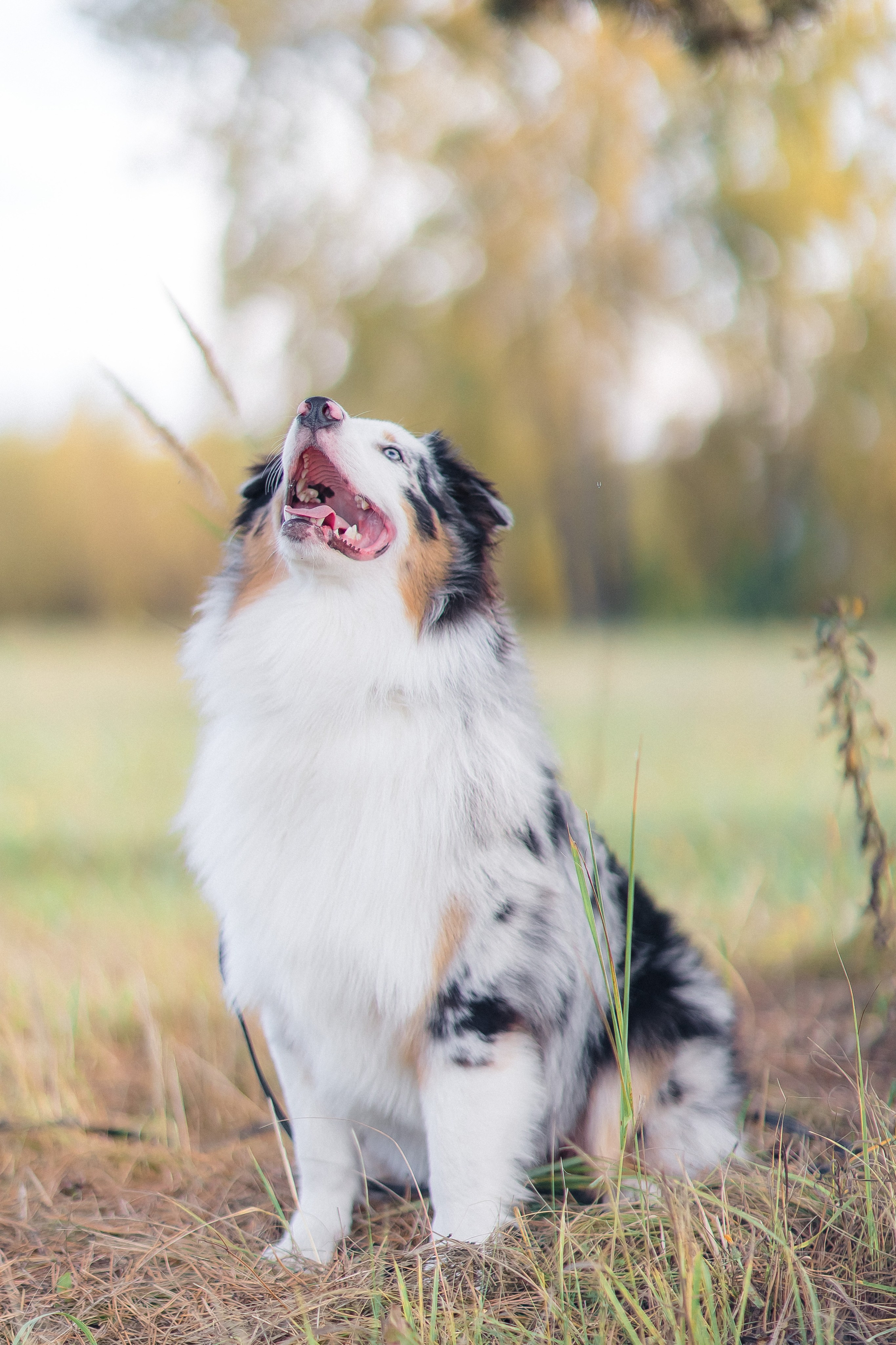 Аусси Дэймон. Свадебный и женский фотограф