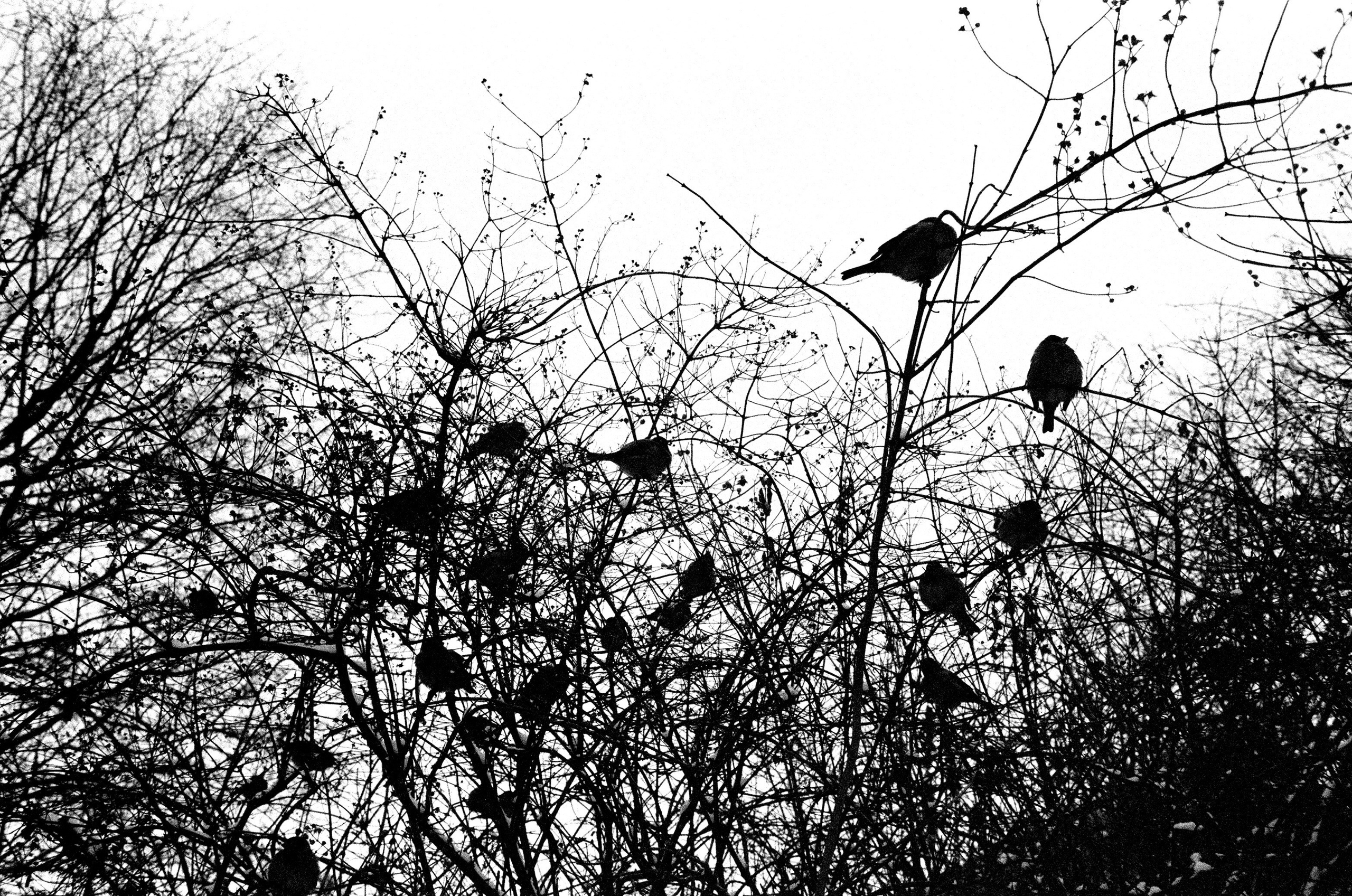 Film. Ruslan UI Dev Page