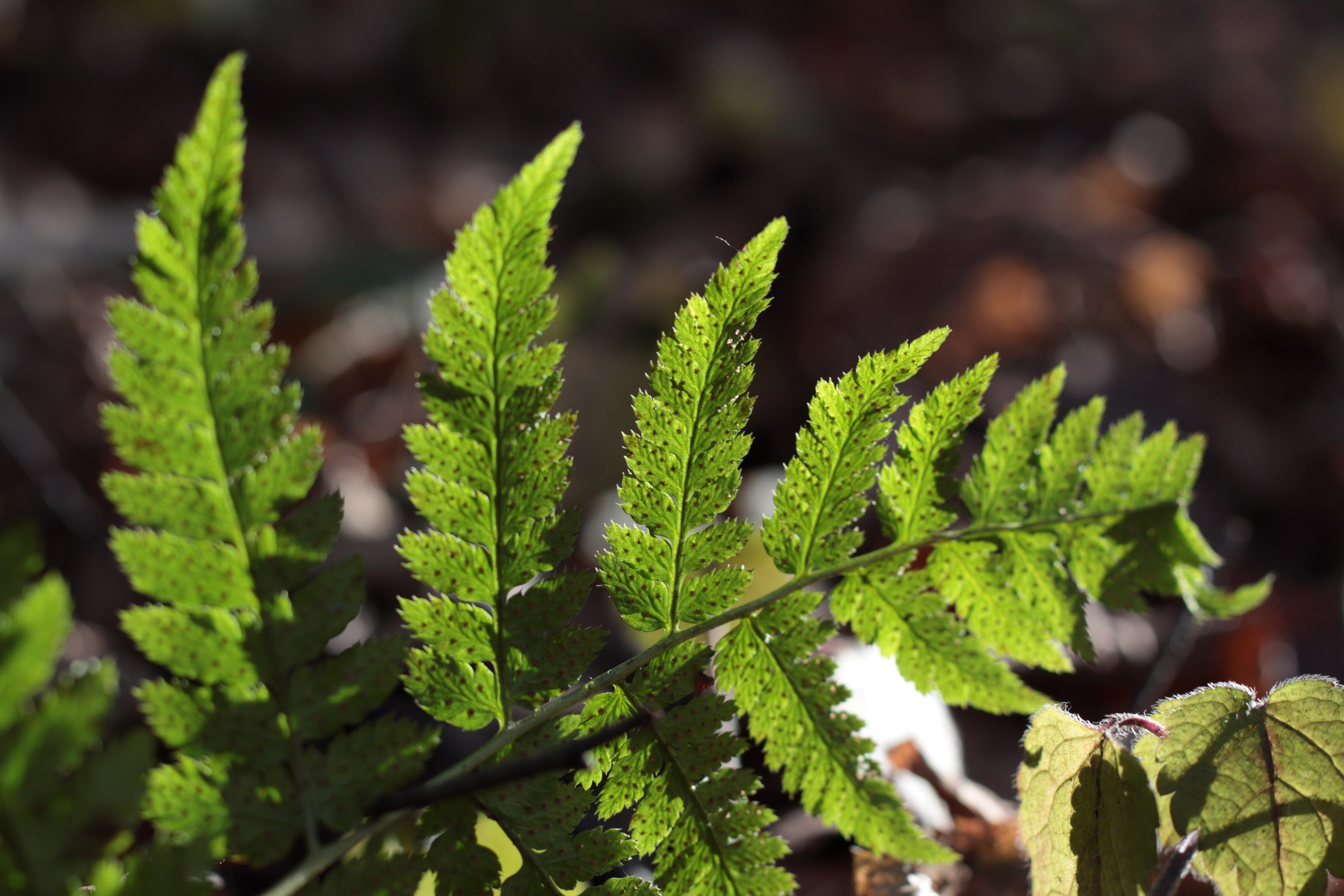 Старое природное, отбирала Katamount (Катерина Горохова). Главная