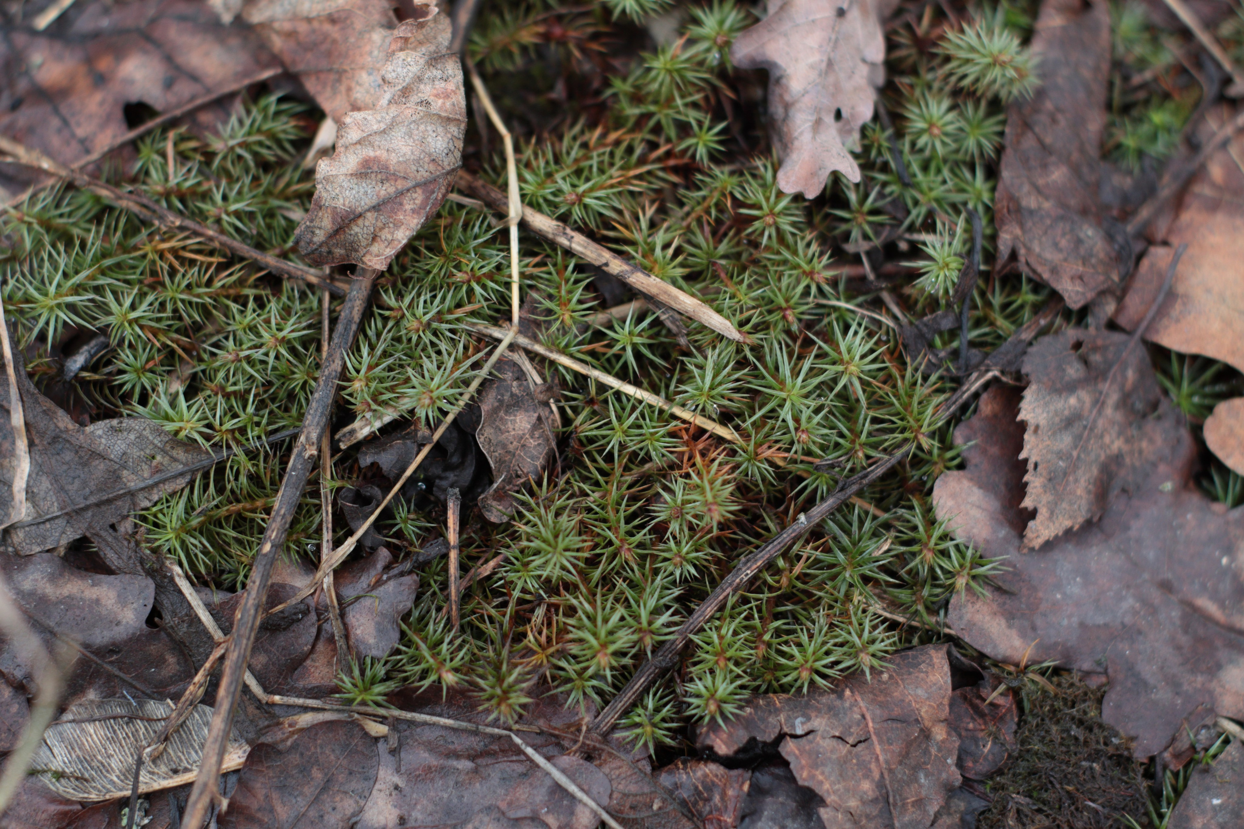 Старое природное, отбирала Katamount (Катерина Горохова). Главная