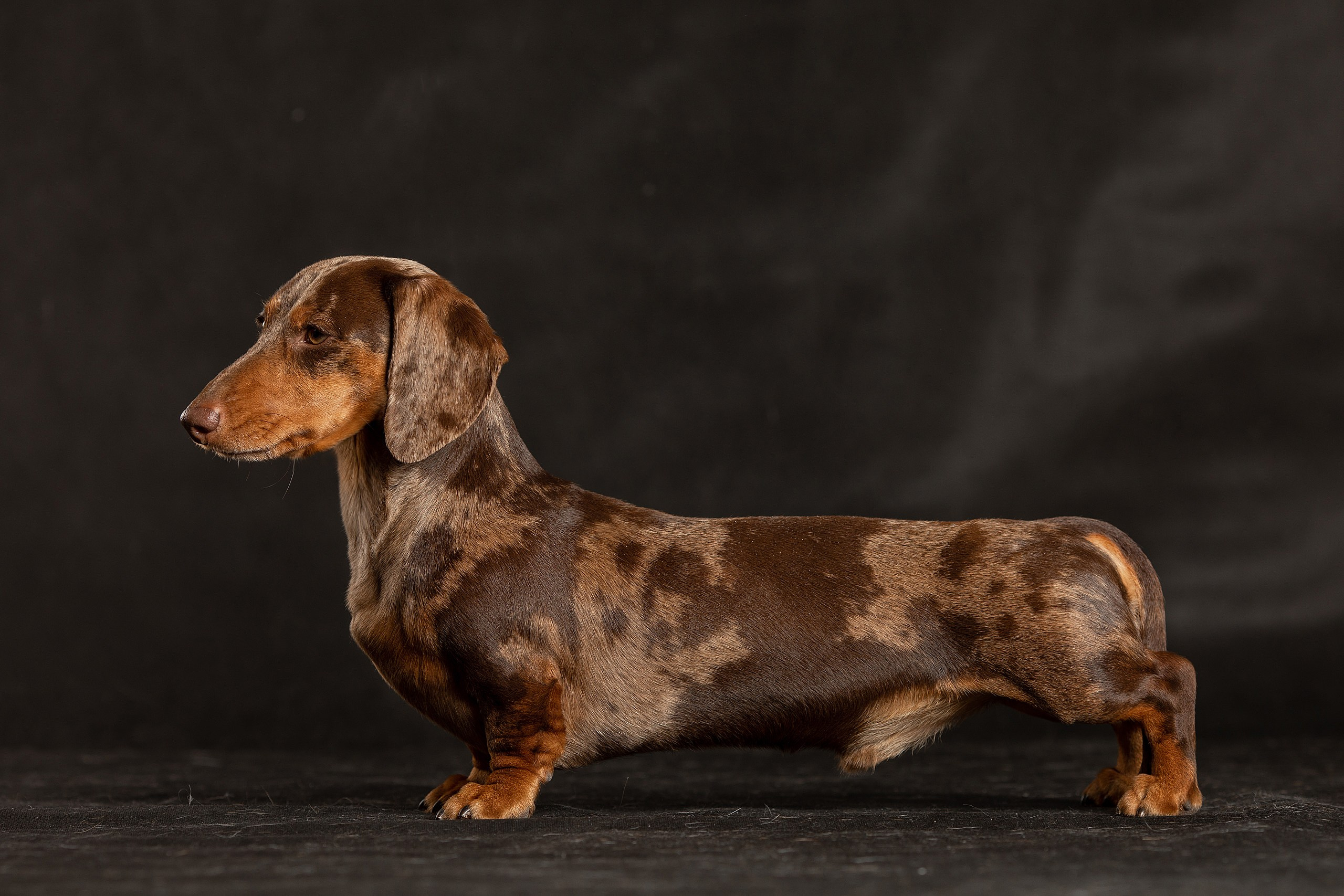 Собаки. Конный фотограф Валынкина Лера