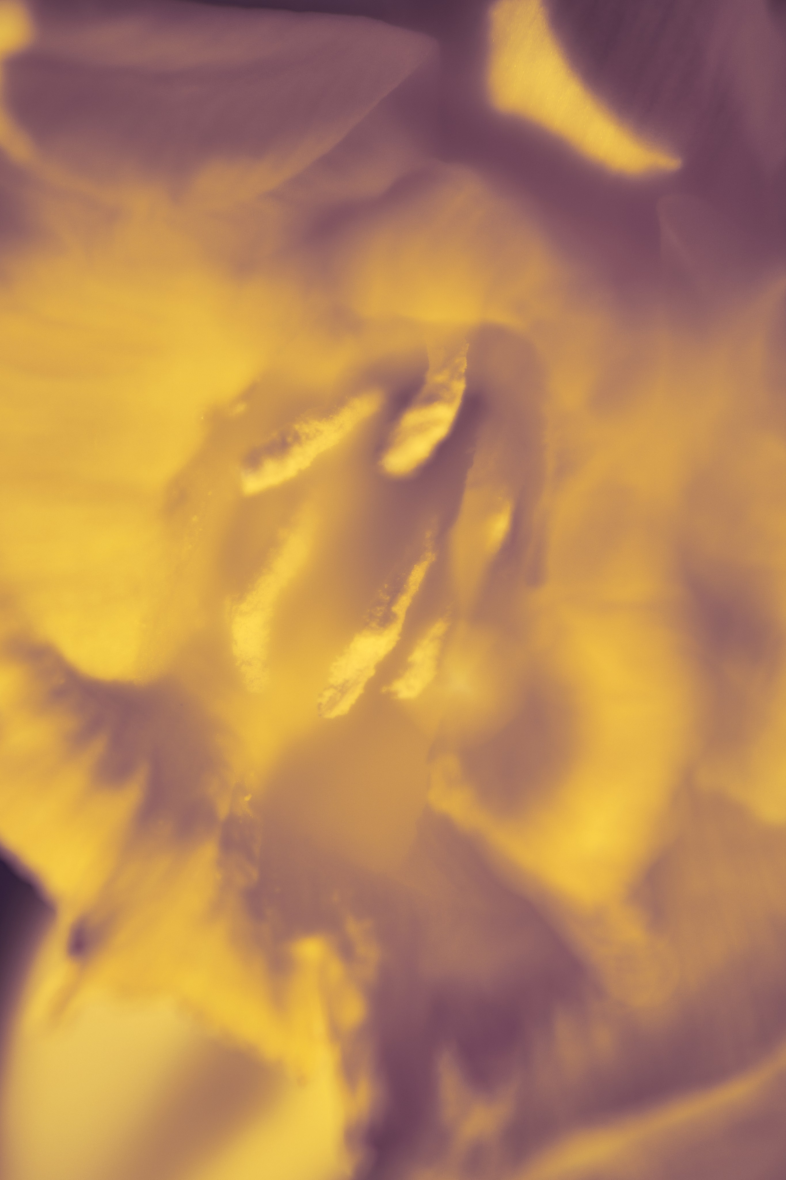 Макро-абстракция «Эфемерность» | Лимитированная серия. Sandra Marselly | Абстрактная Макро-Фотография