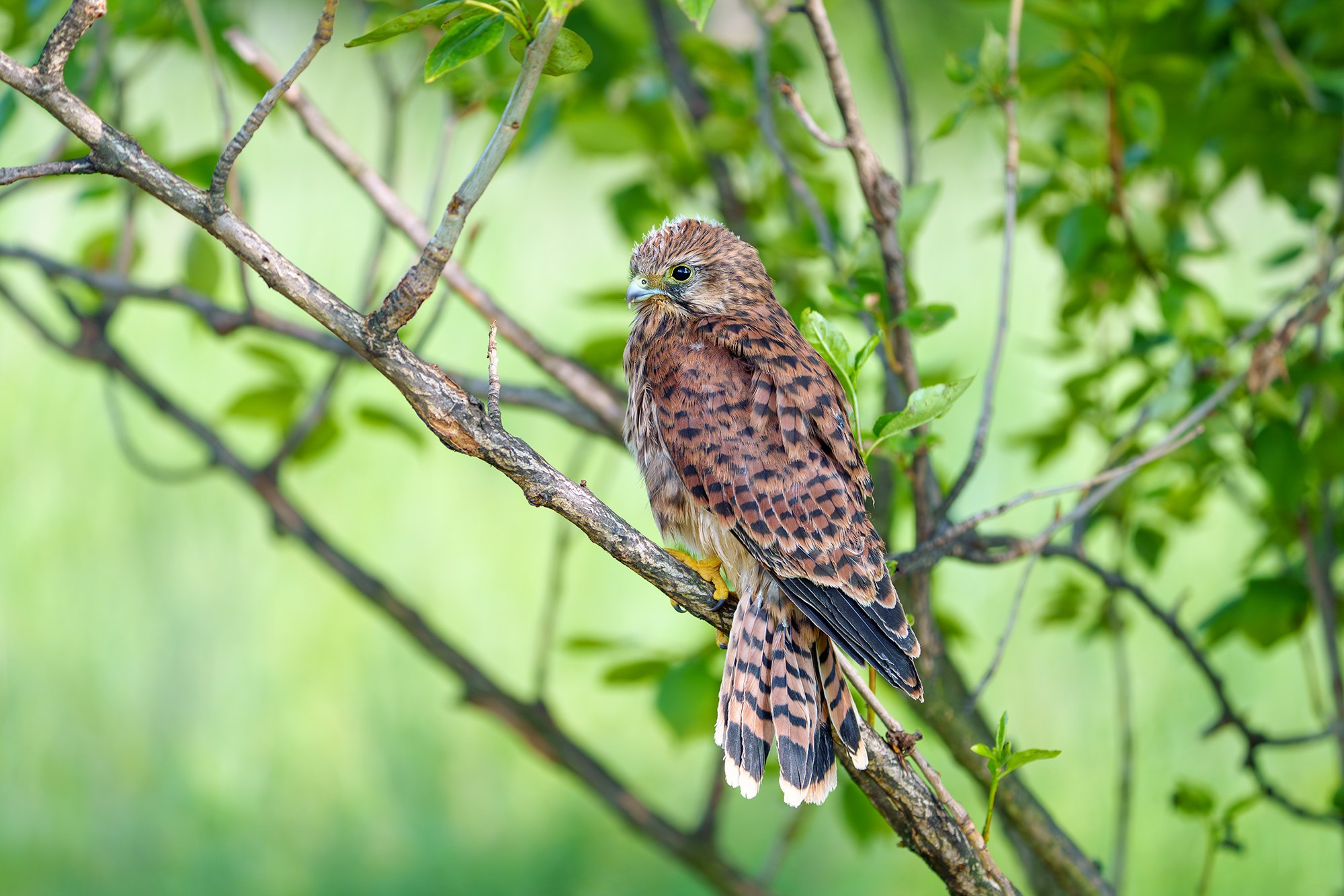 Удивительные мир птиц. Вокруг нас столько прекрасного — присмотритесь!. Ваш личный фотограф Марина Волкова